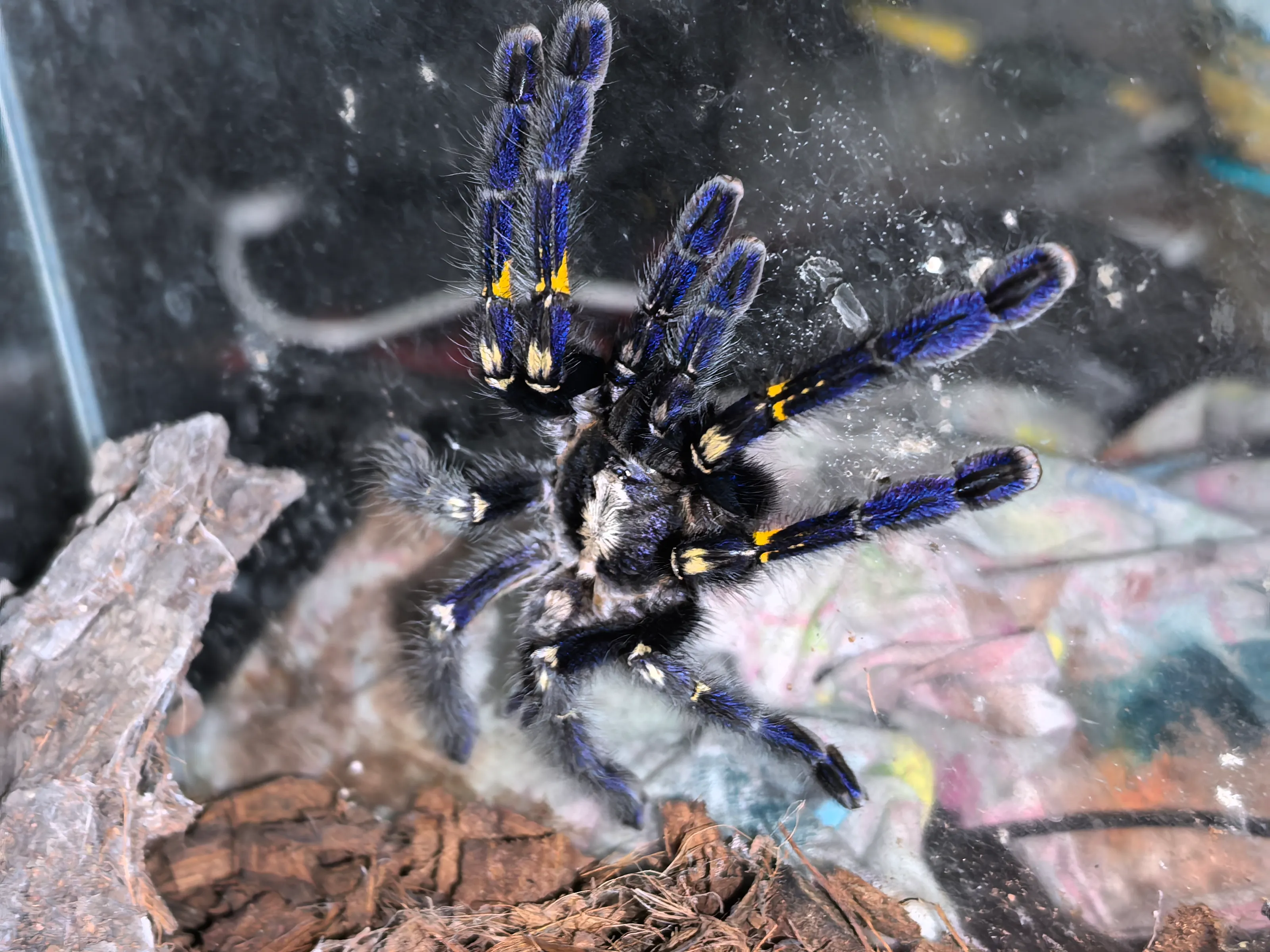 Poecilotheria metallica