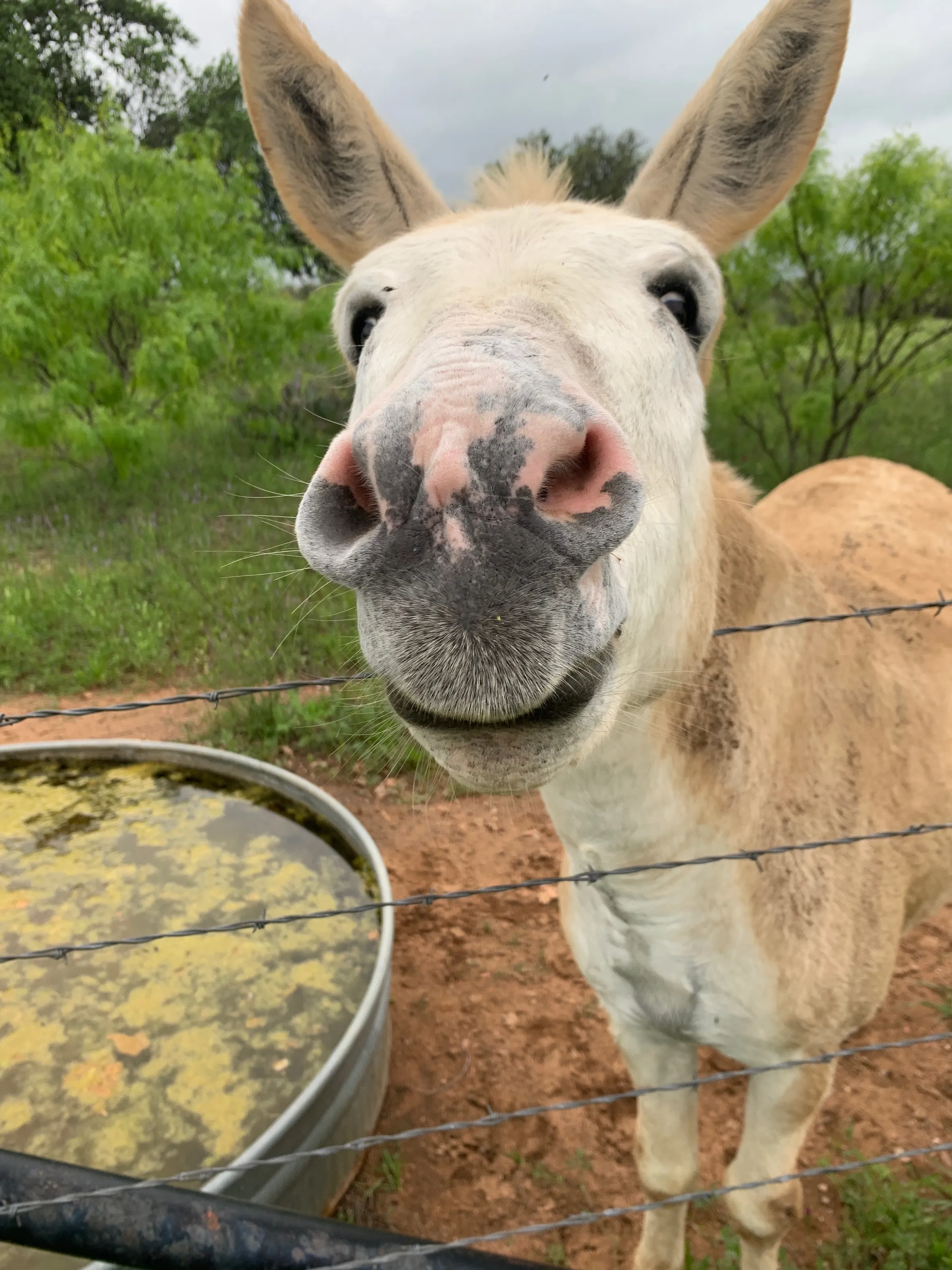 Hi
