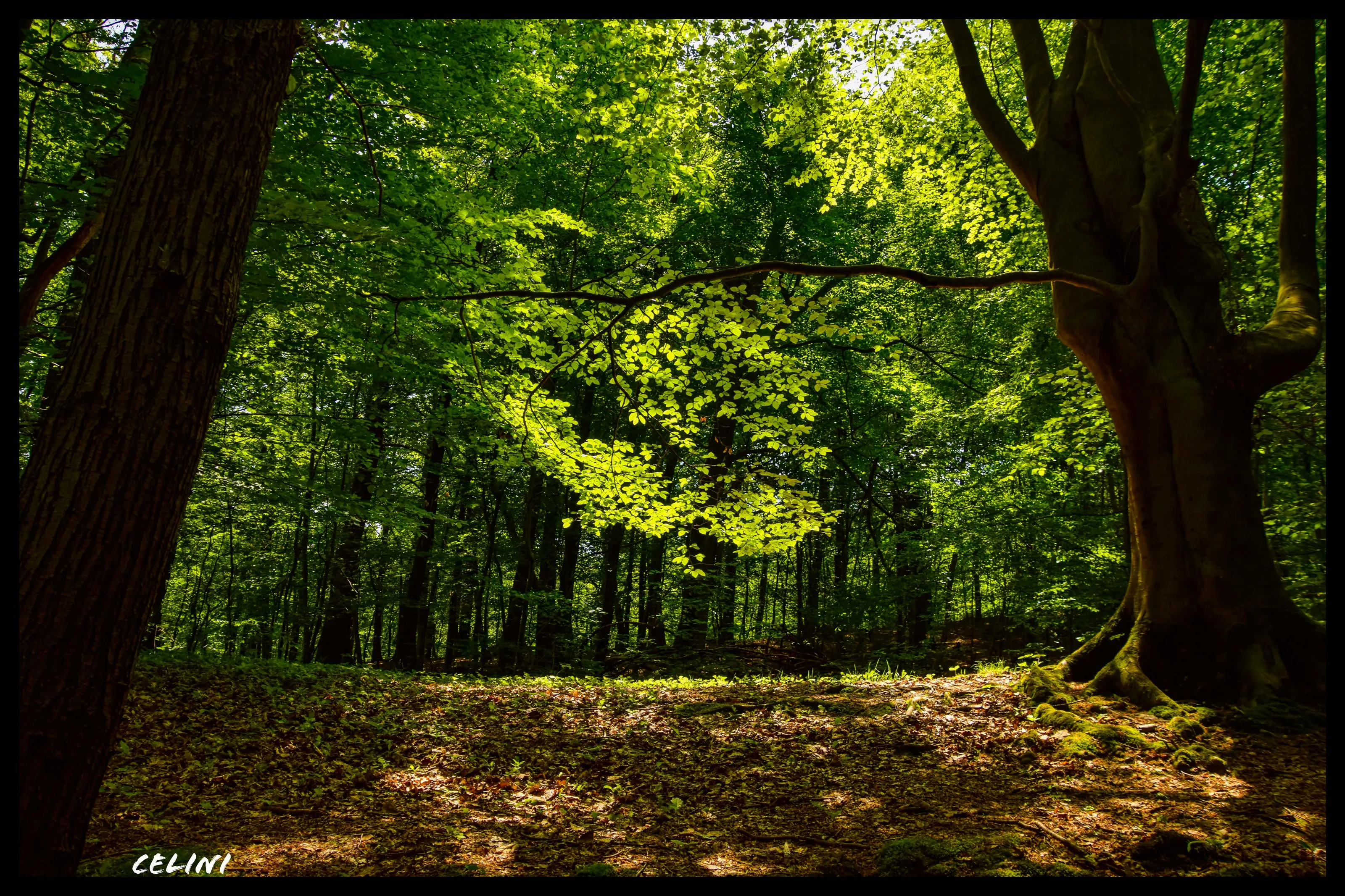 Forêt enchantée
