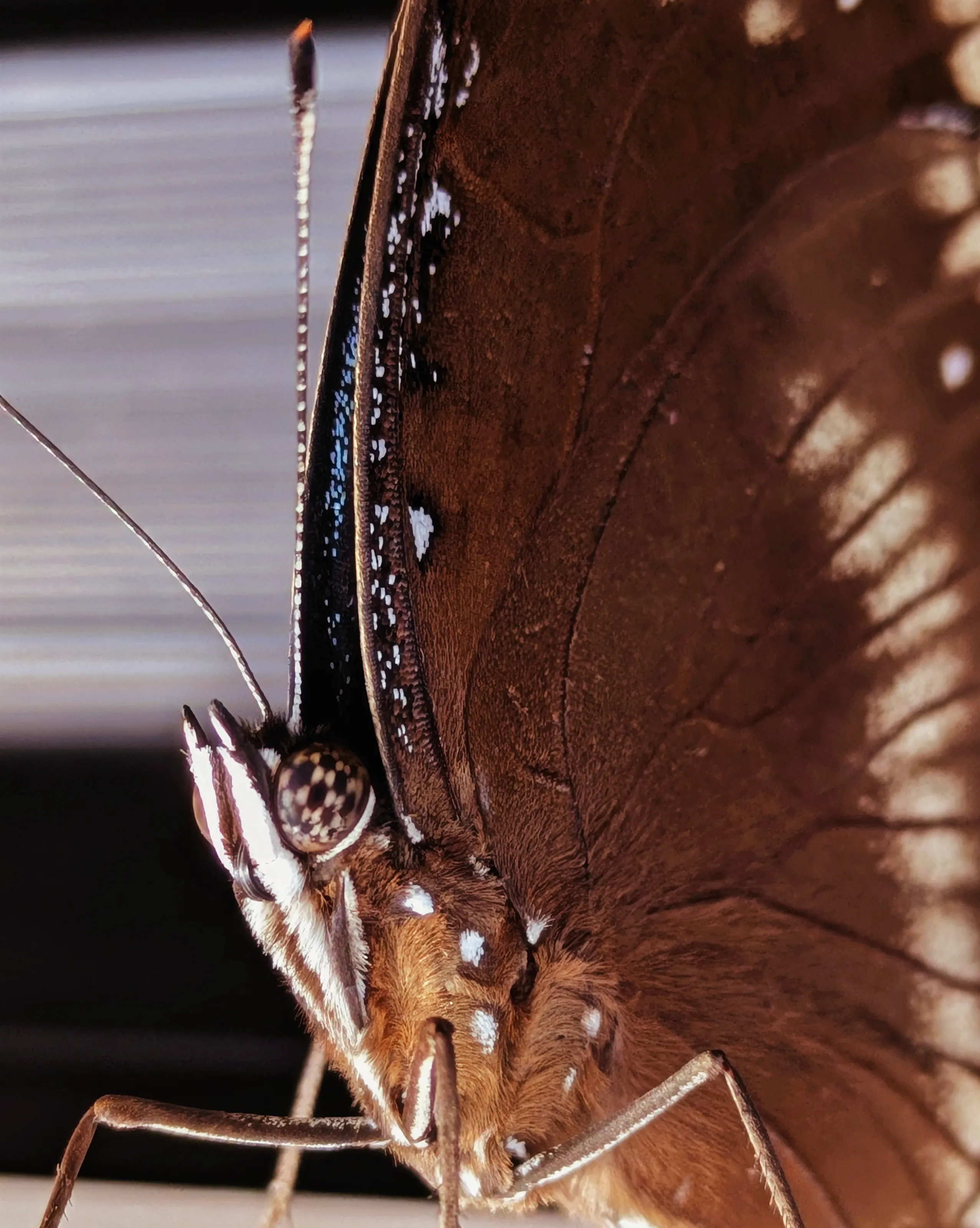 A butterfly