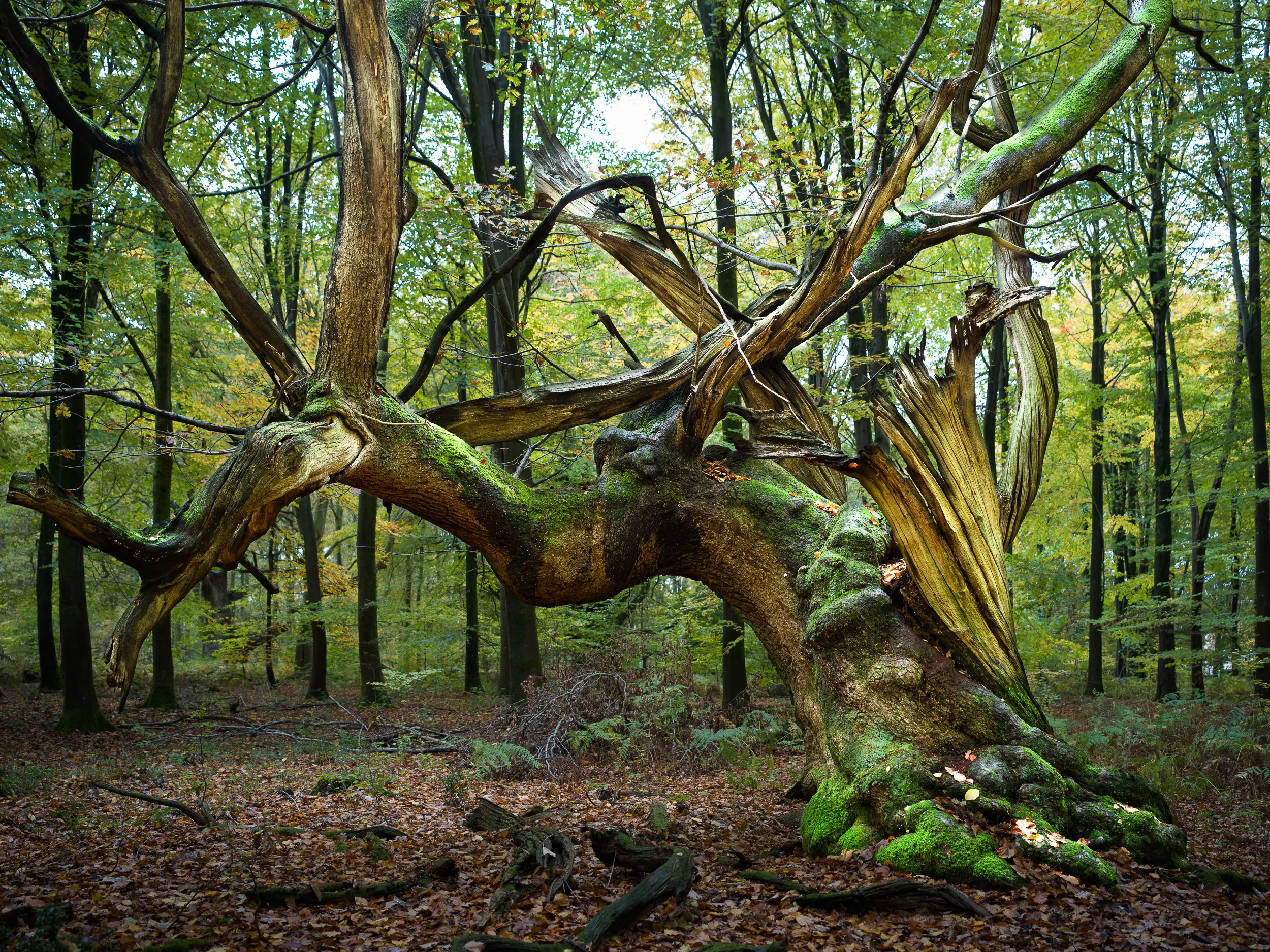 Amazing oak trees in Savernake Forest