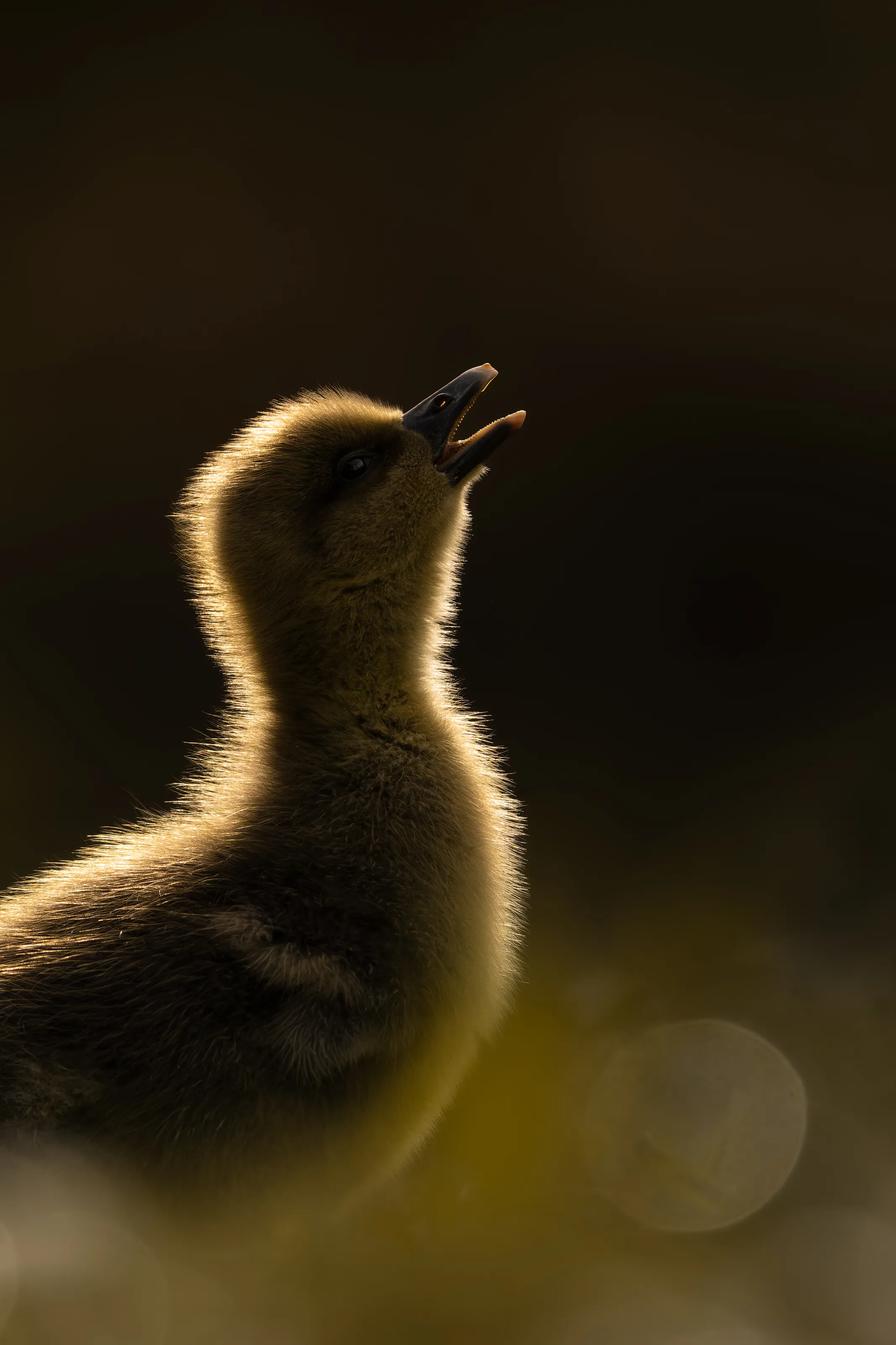 First Raaawww