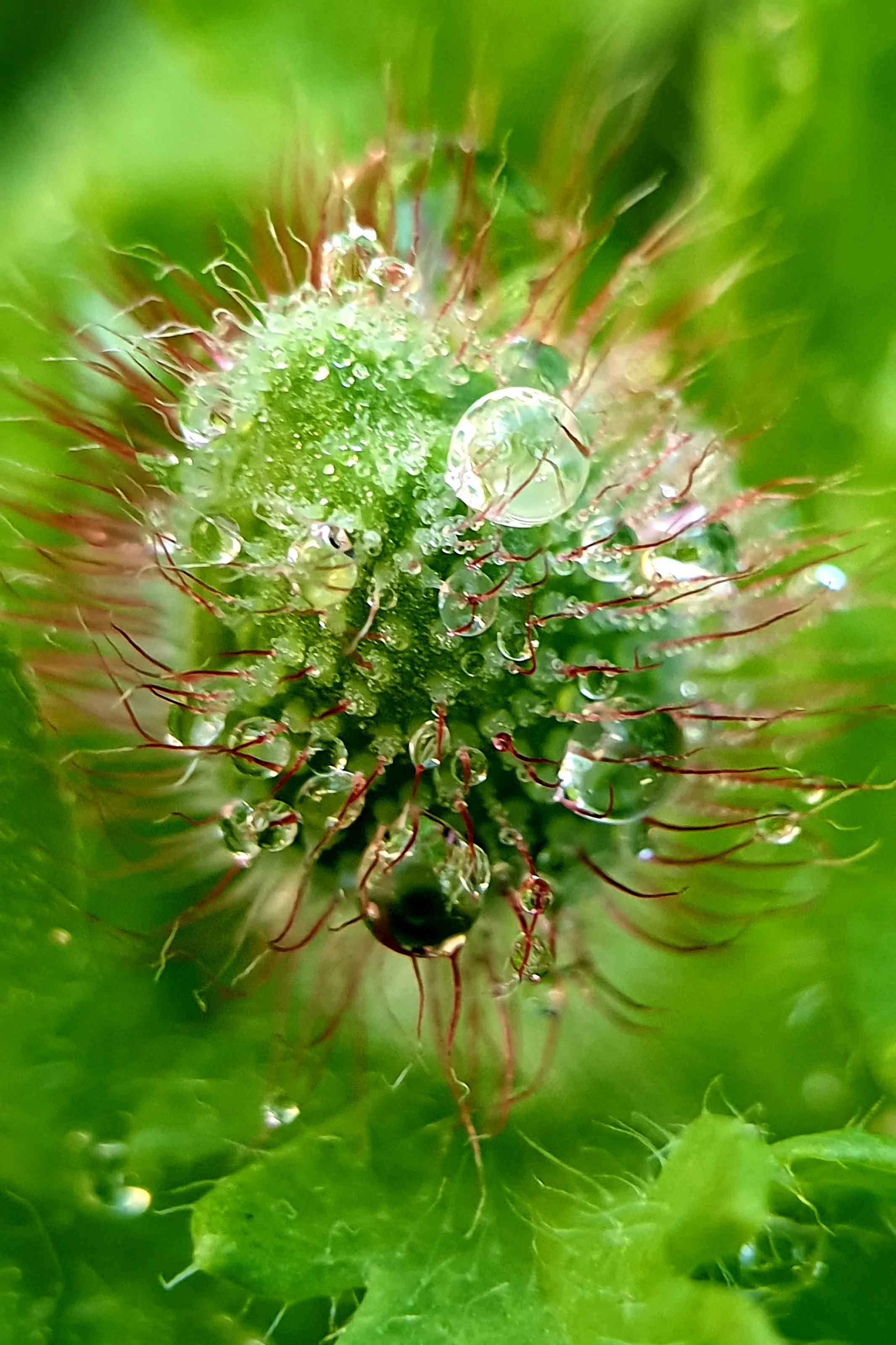 Rosée sur bouton de pavot