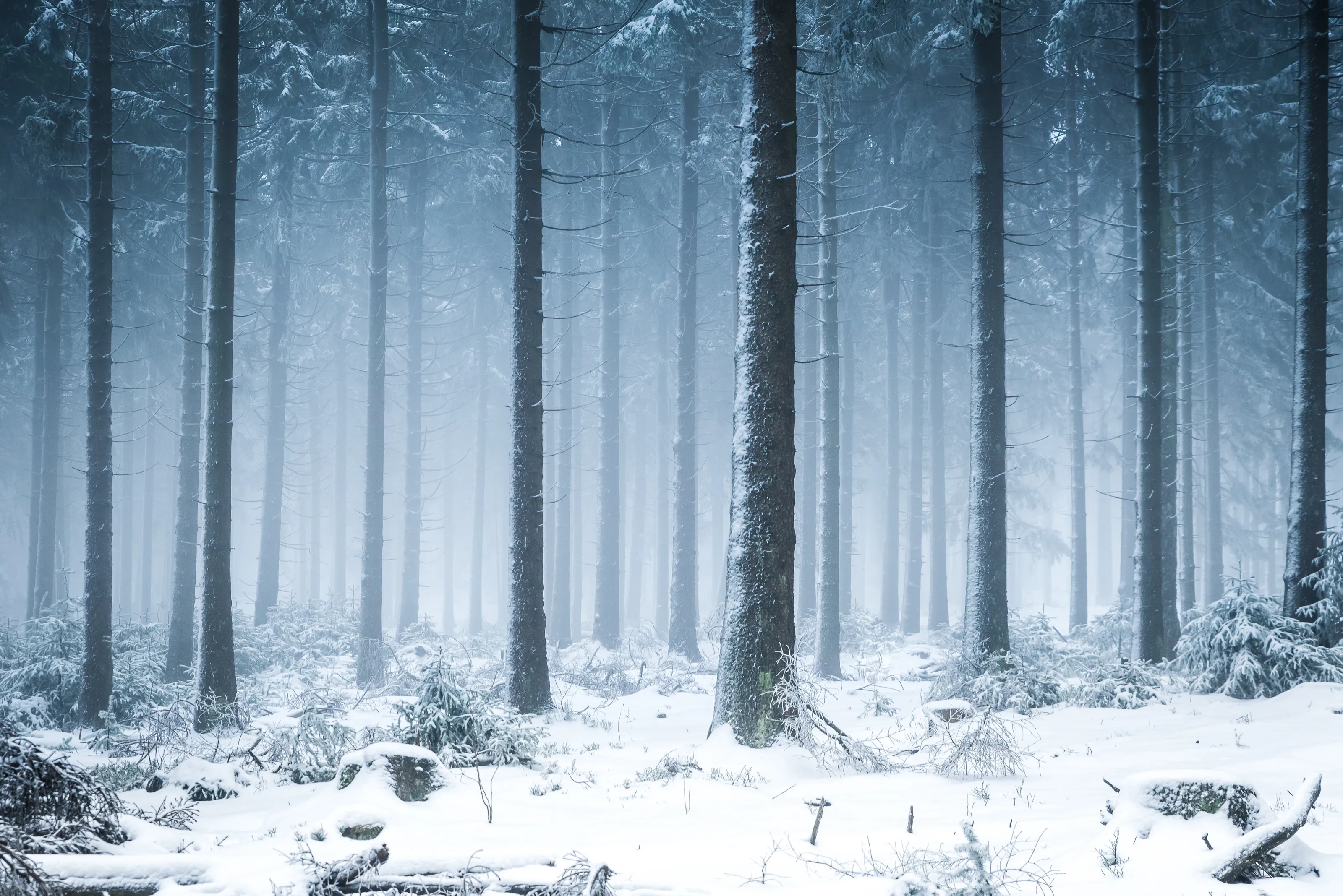 Winterforest