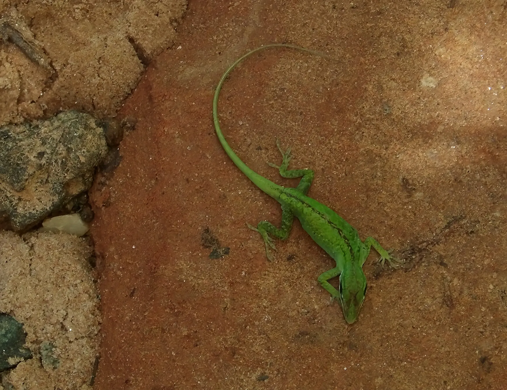 Lizard