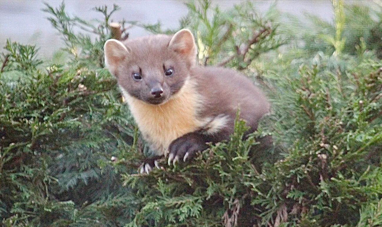 Pine Martin
