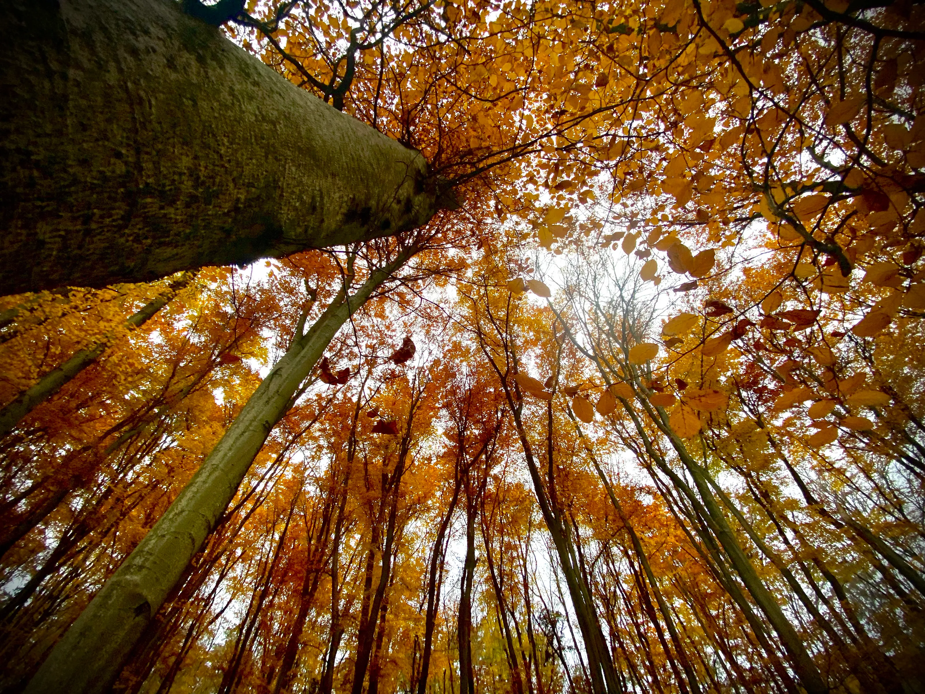Autumn forest