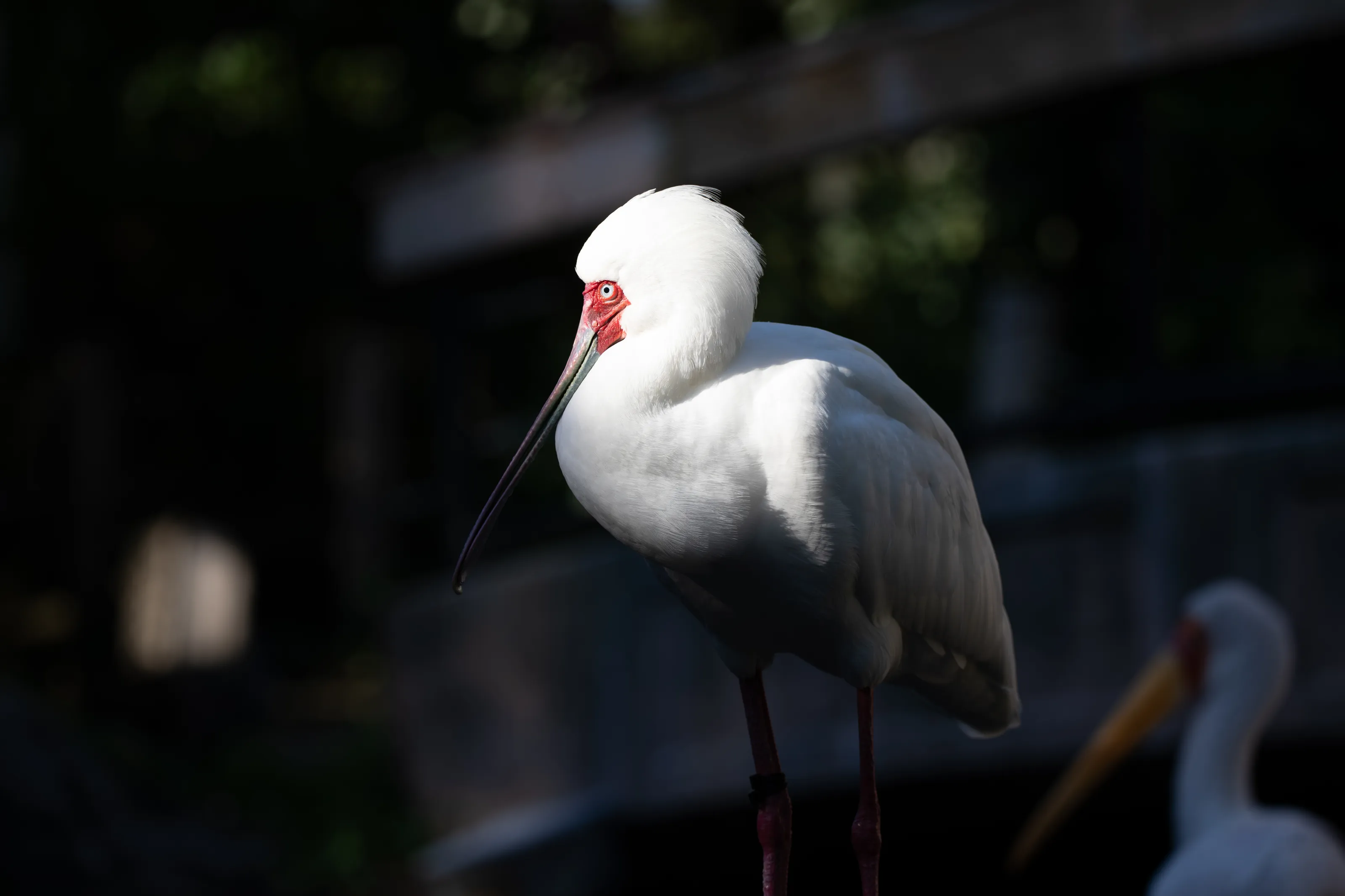 Bird in Light