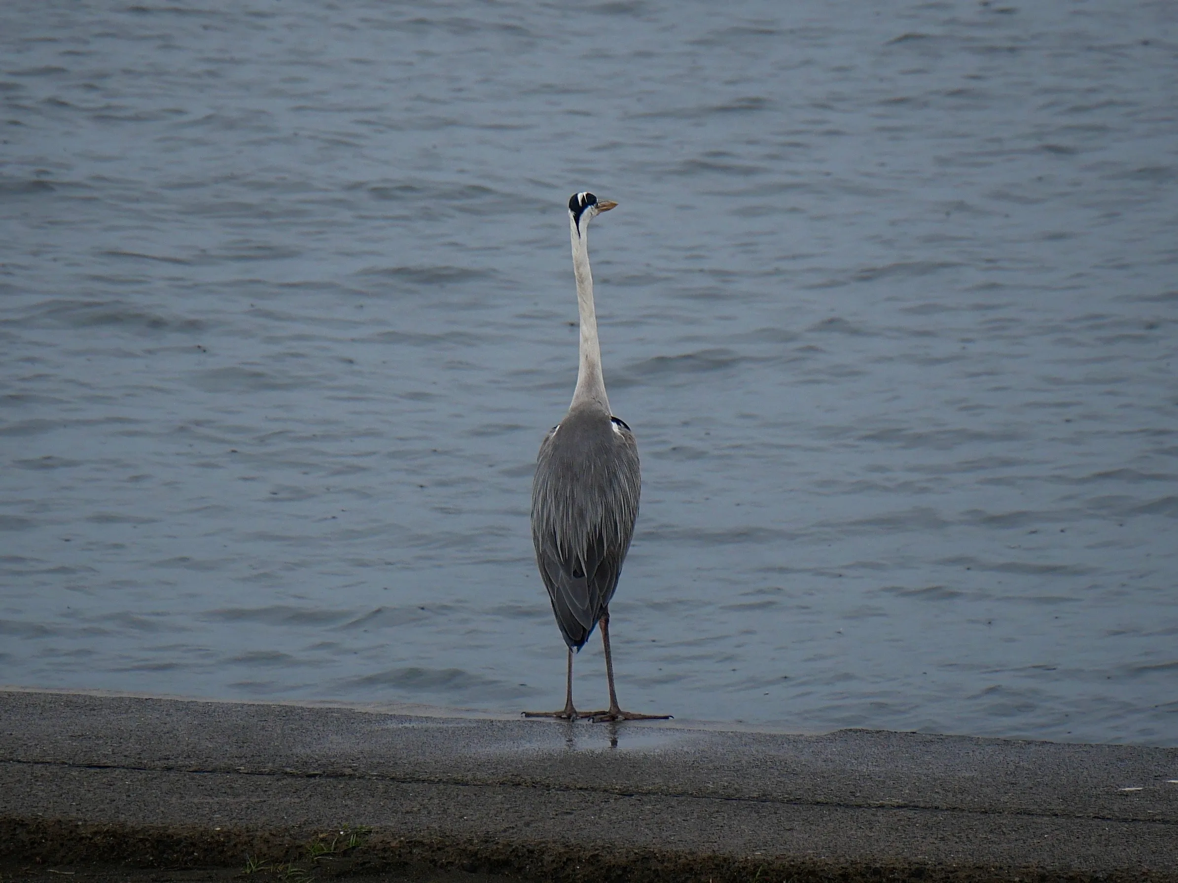 Bird in Japan