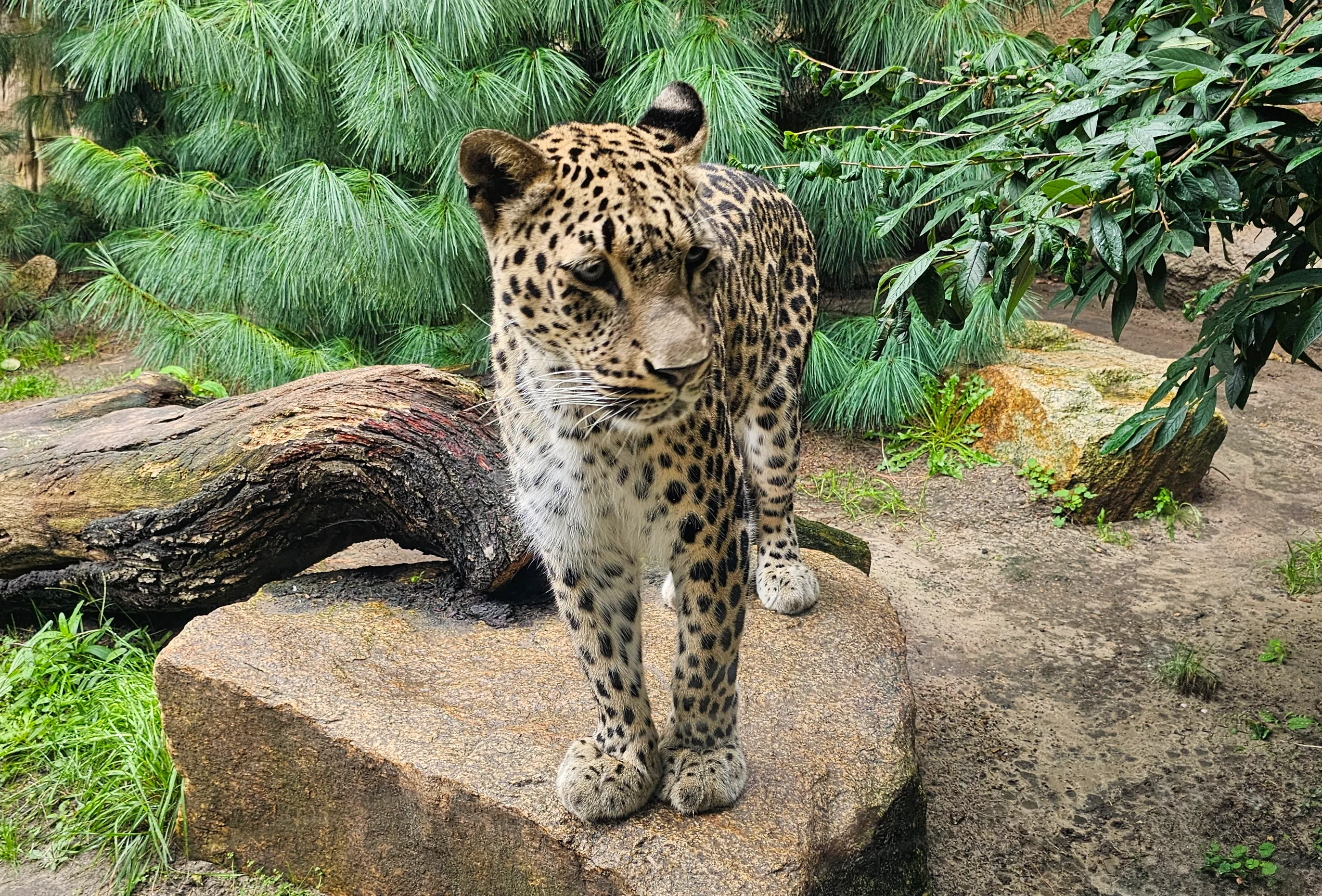 Animals in Zoos (in colour)