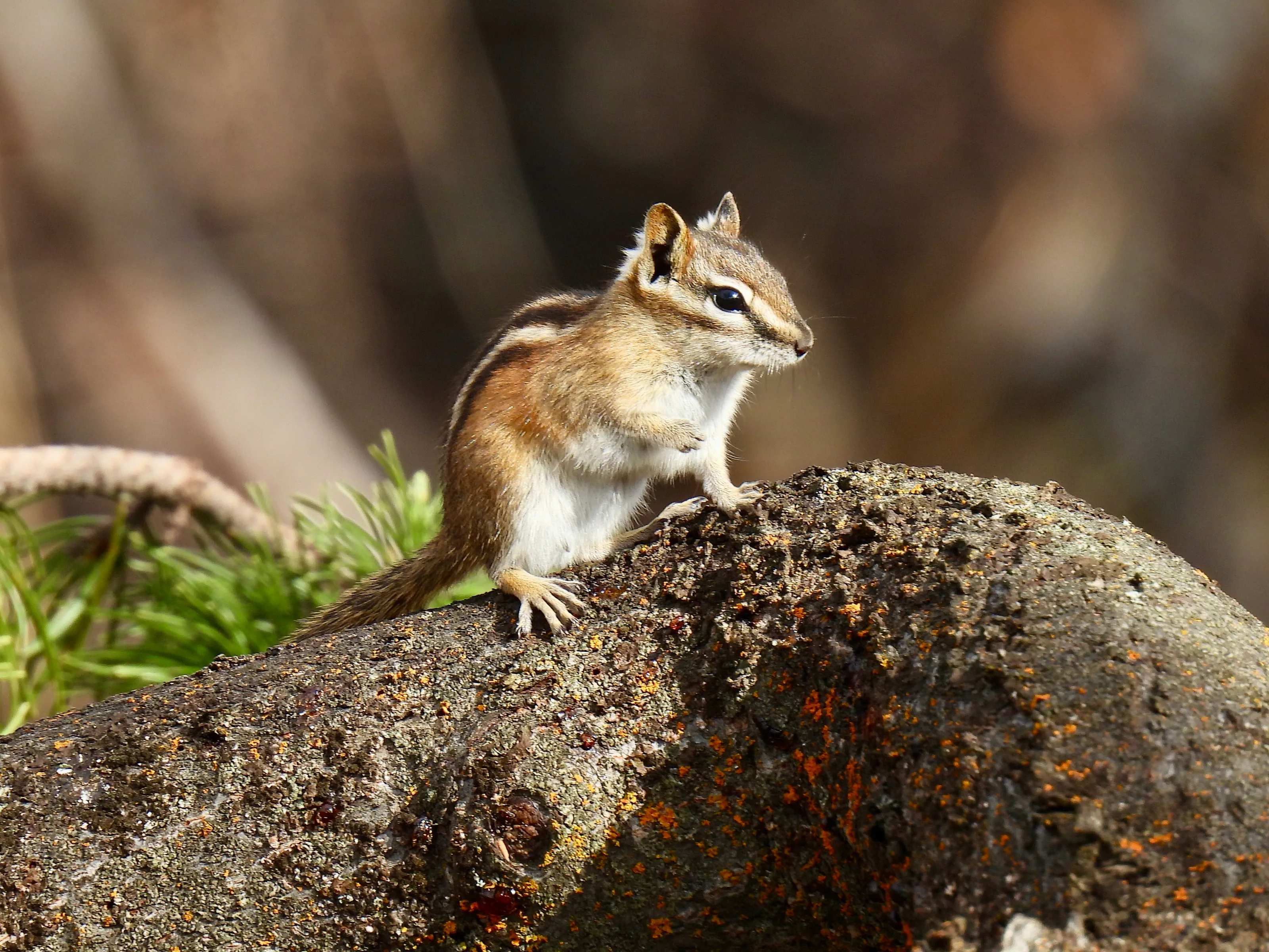 Chipmunk from steamboat springs