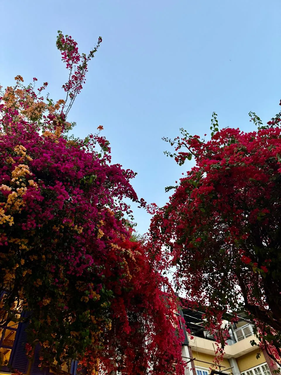 Bloom