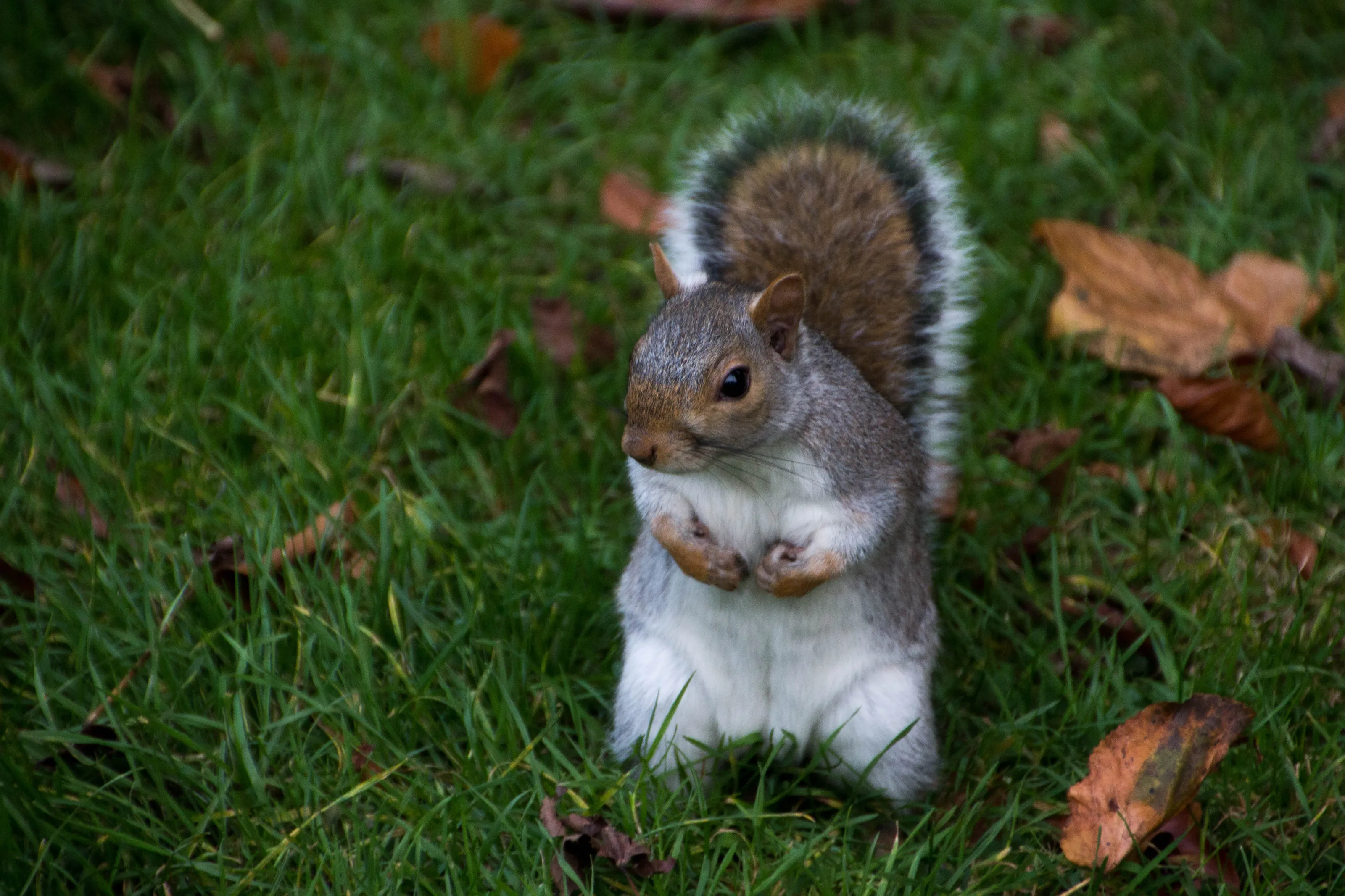Squirrel