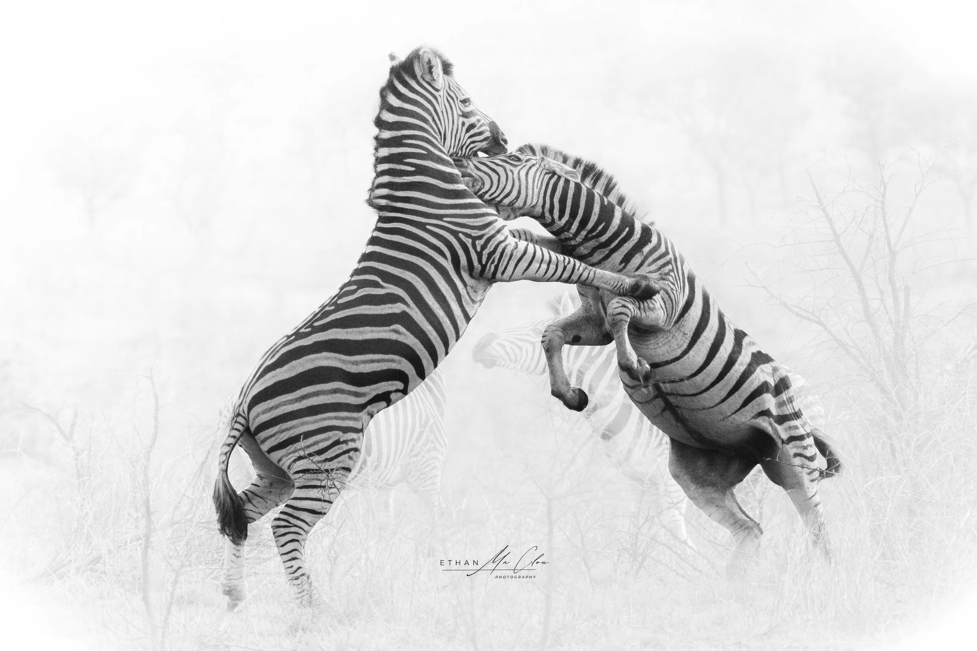 Battle of the stripes (high key)