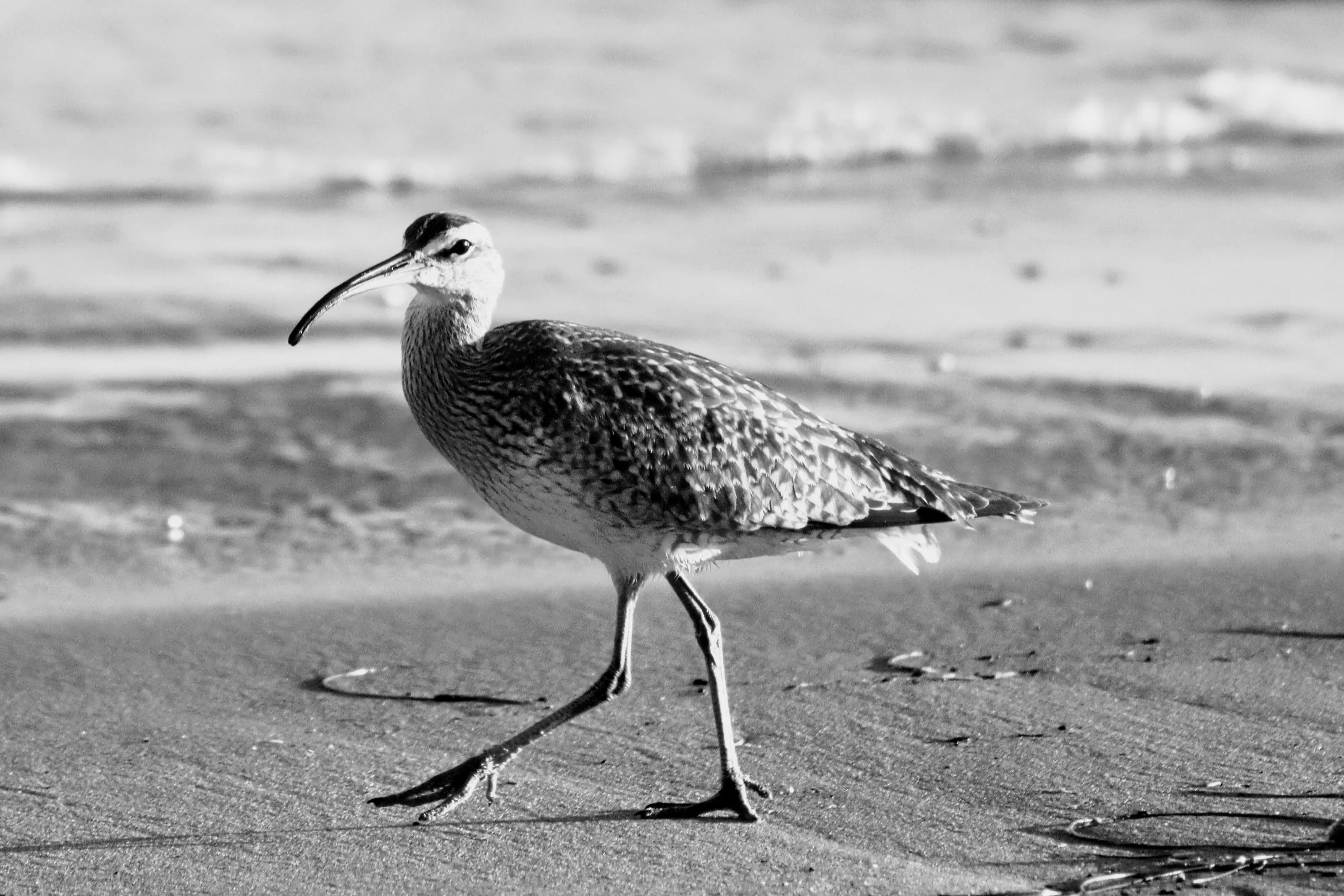 Whimbrel