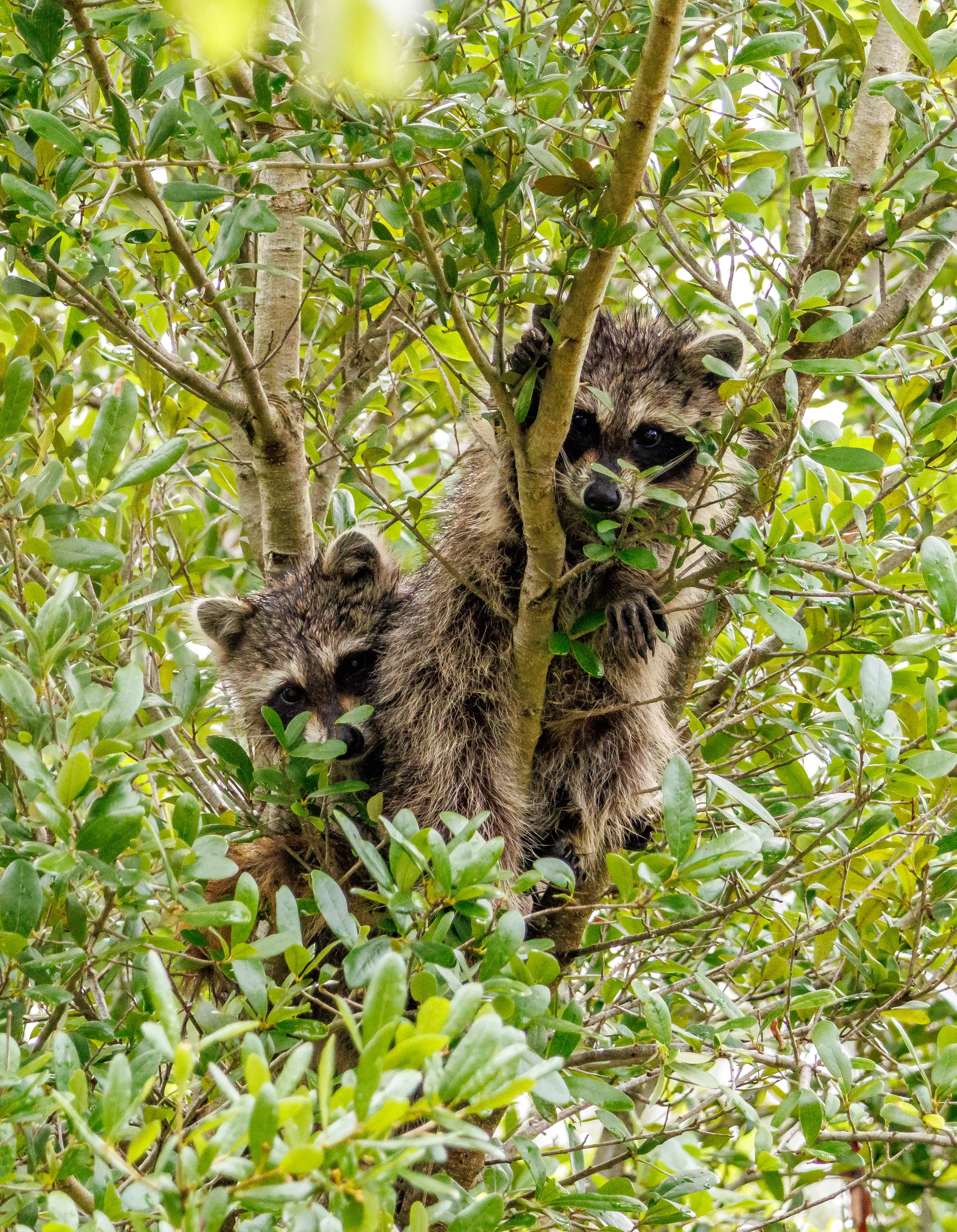 Treehouse Bandits