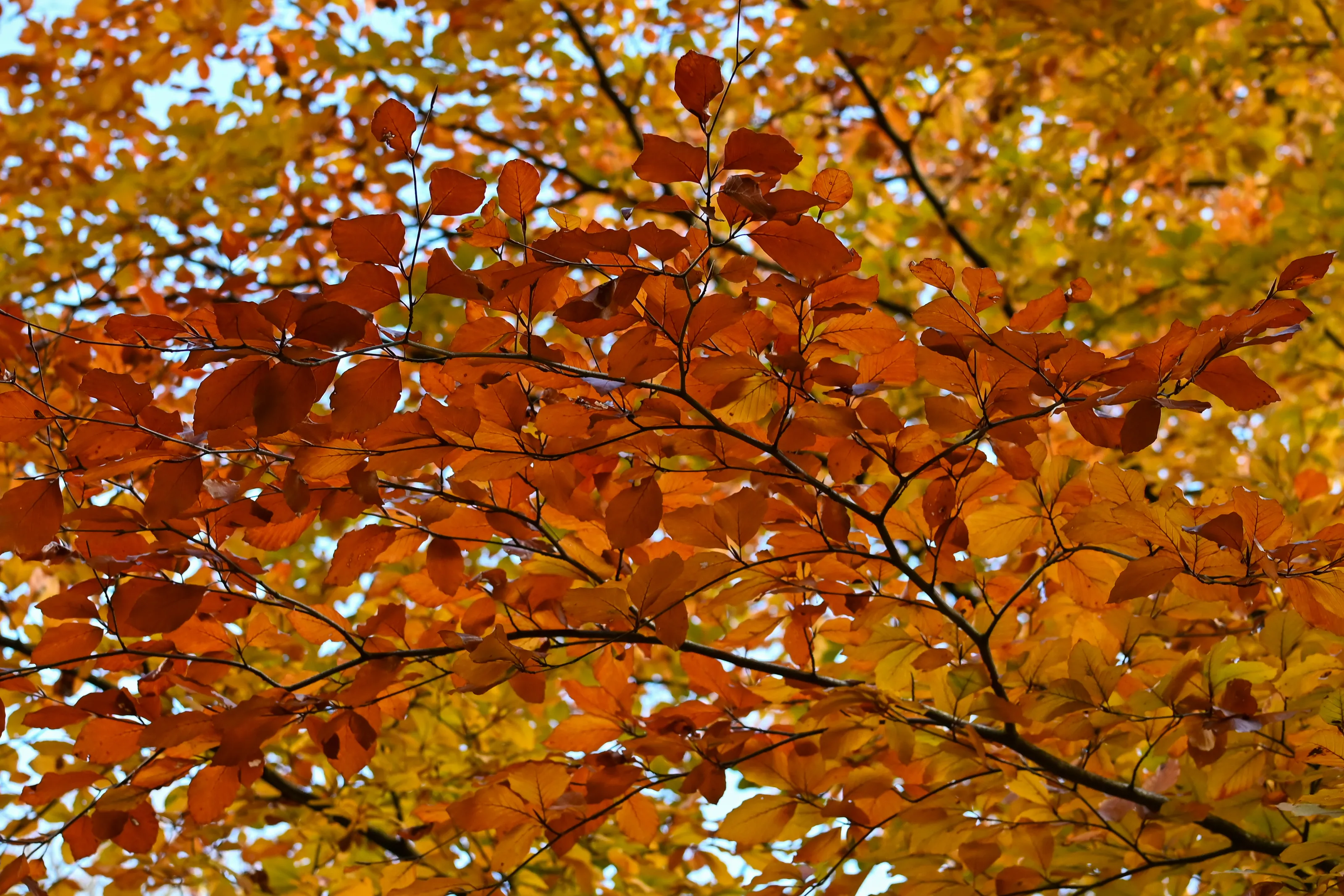 Autumn Gold