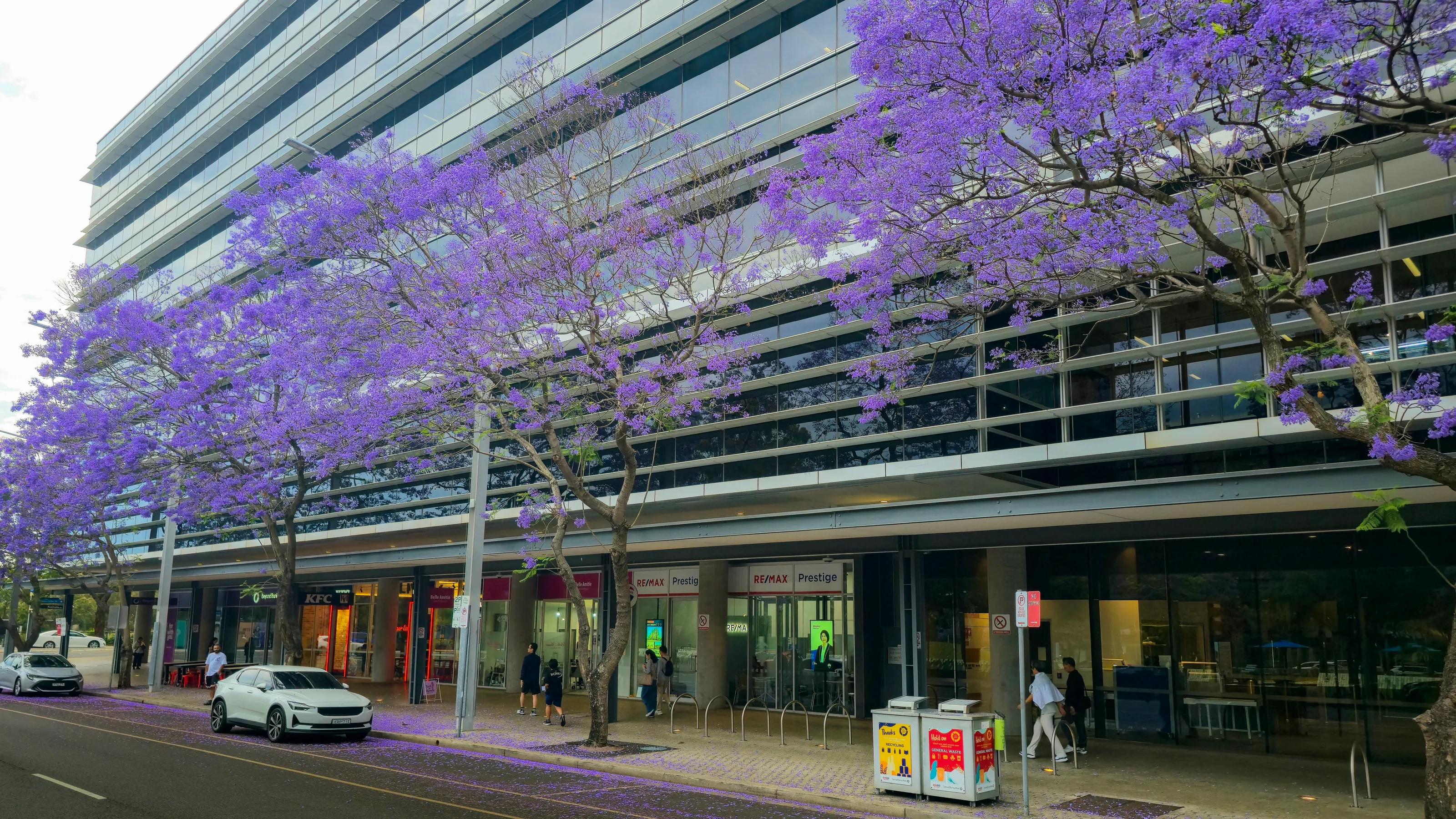 Jacaranda Trees in Bloom (in colour)