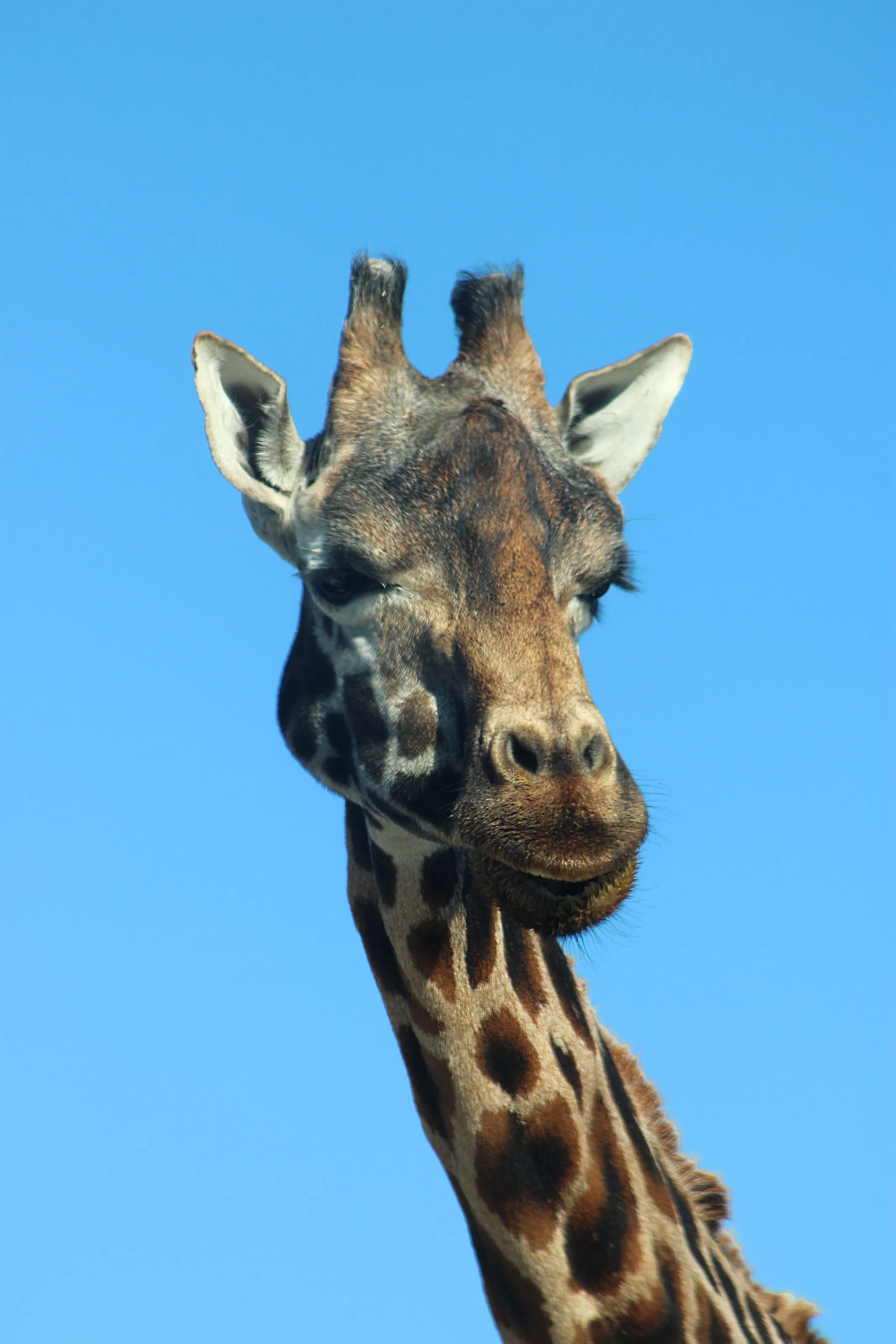 giraffe