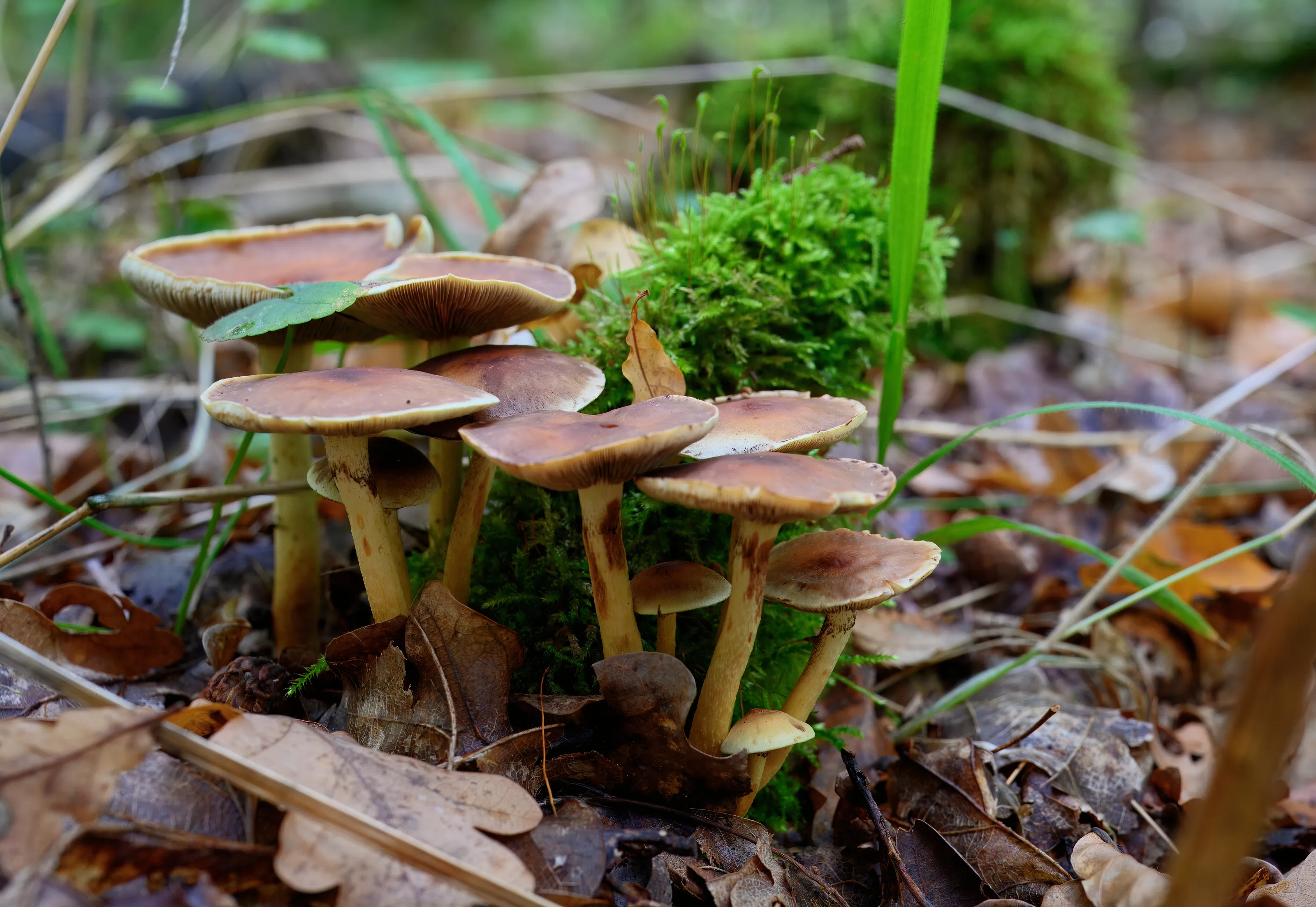 Pilz im Wald
