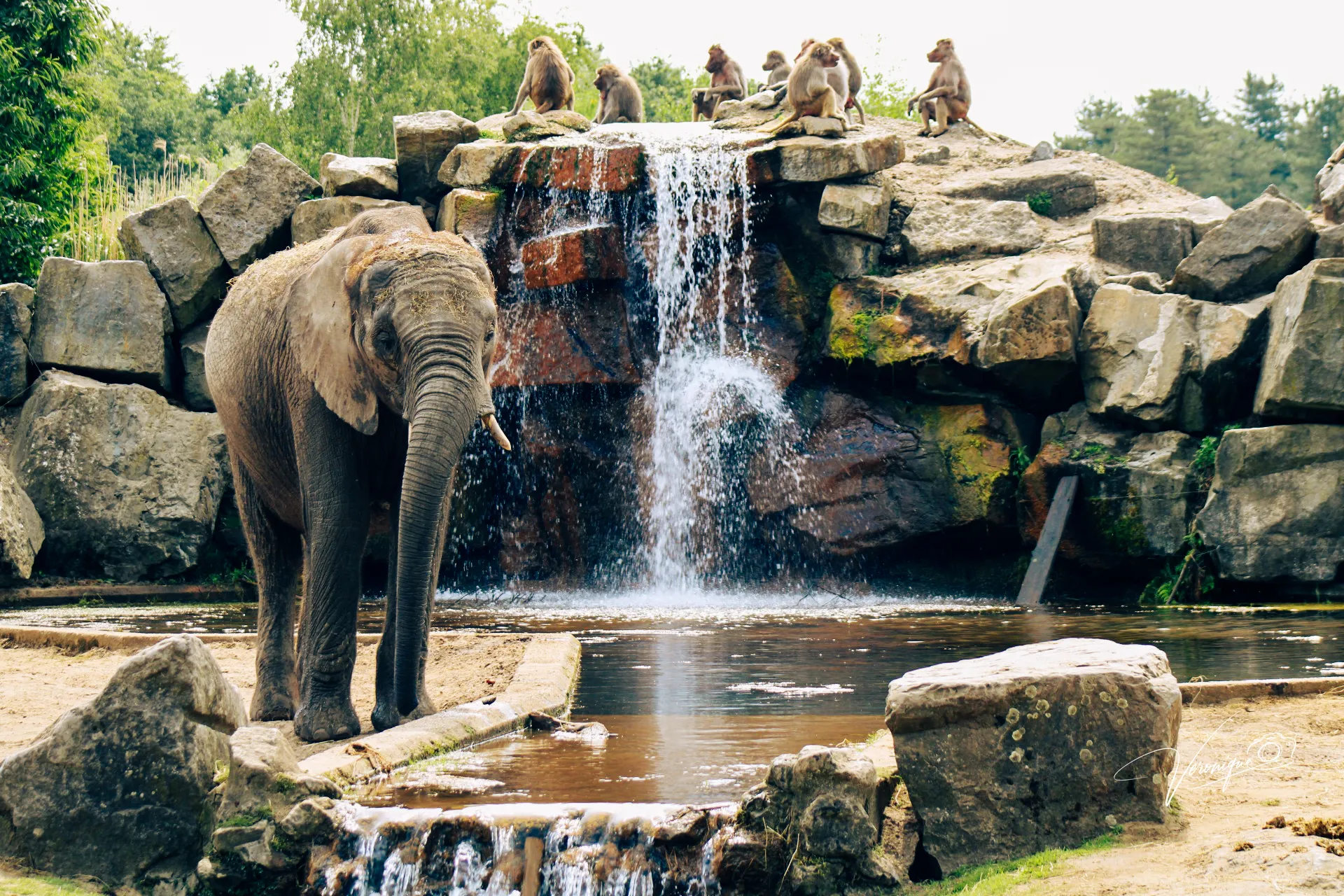 Elephant and friends