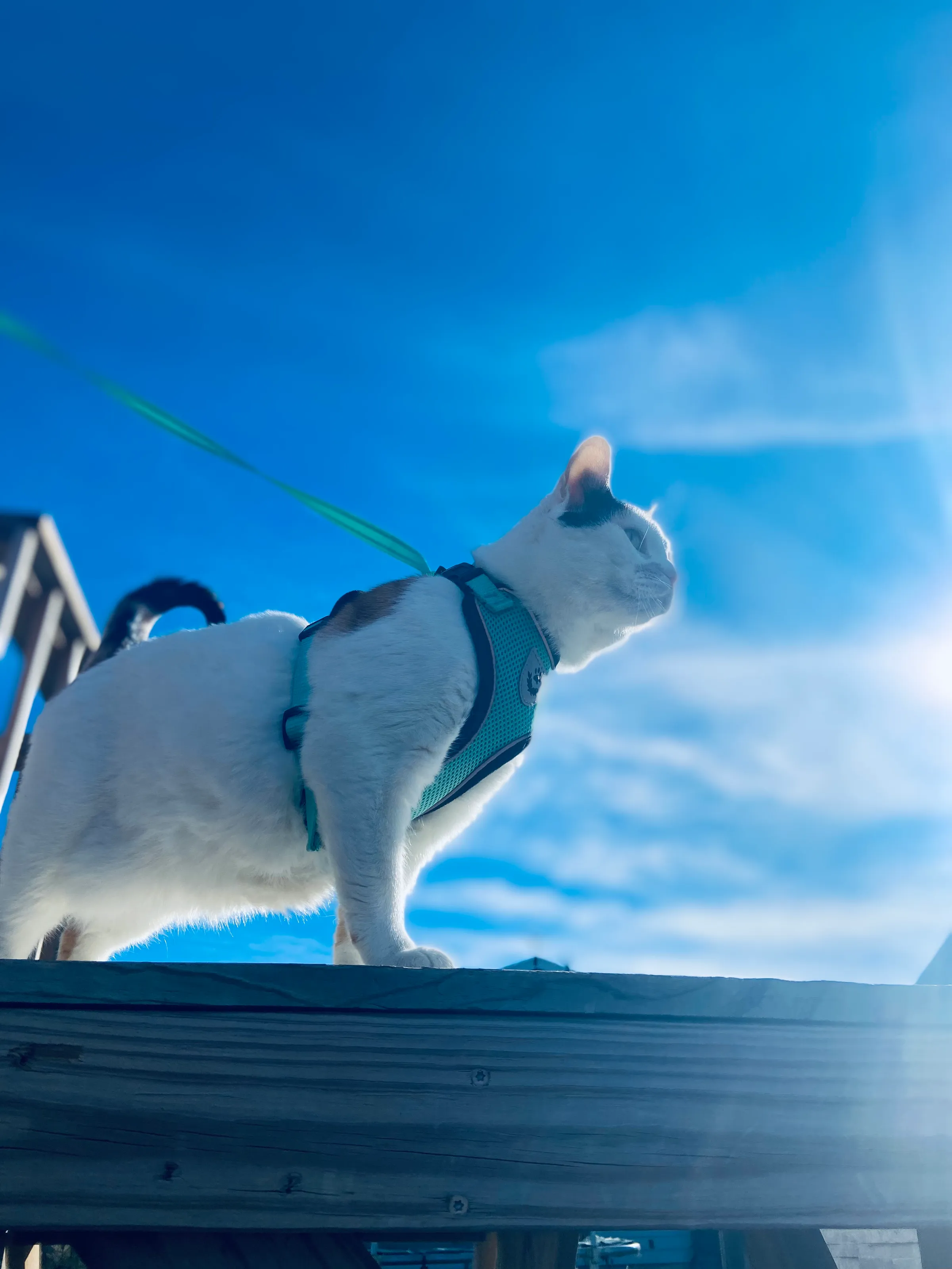 Adventure cat