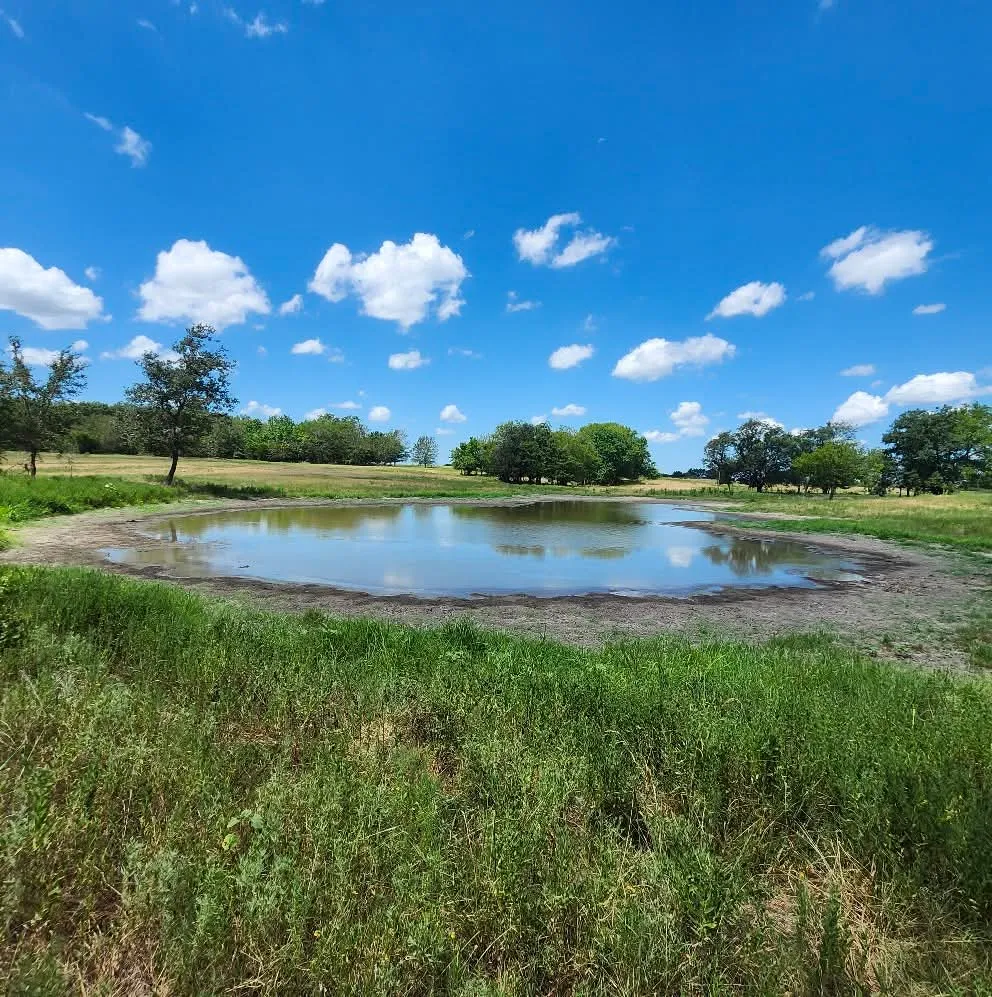 Family pond