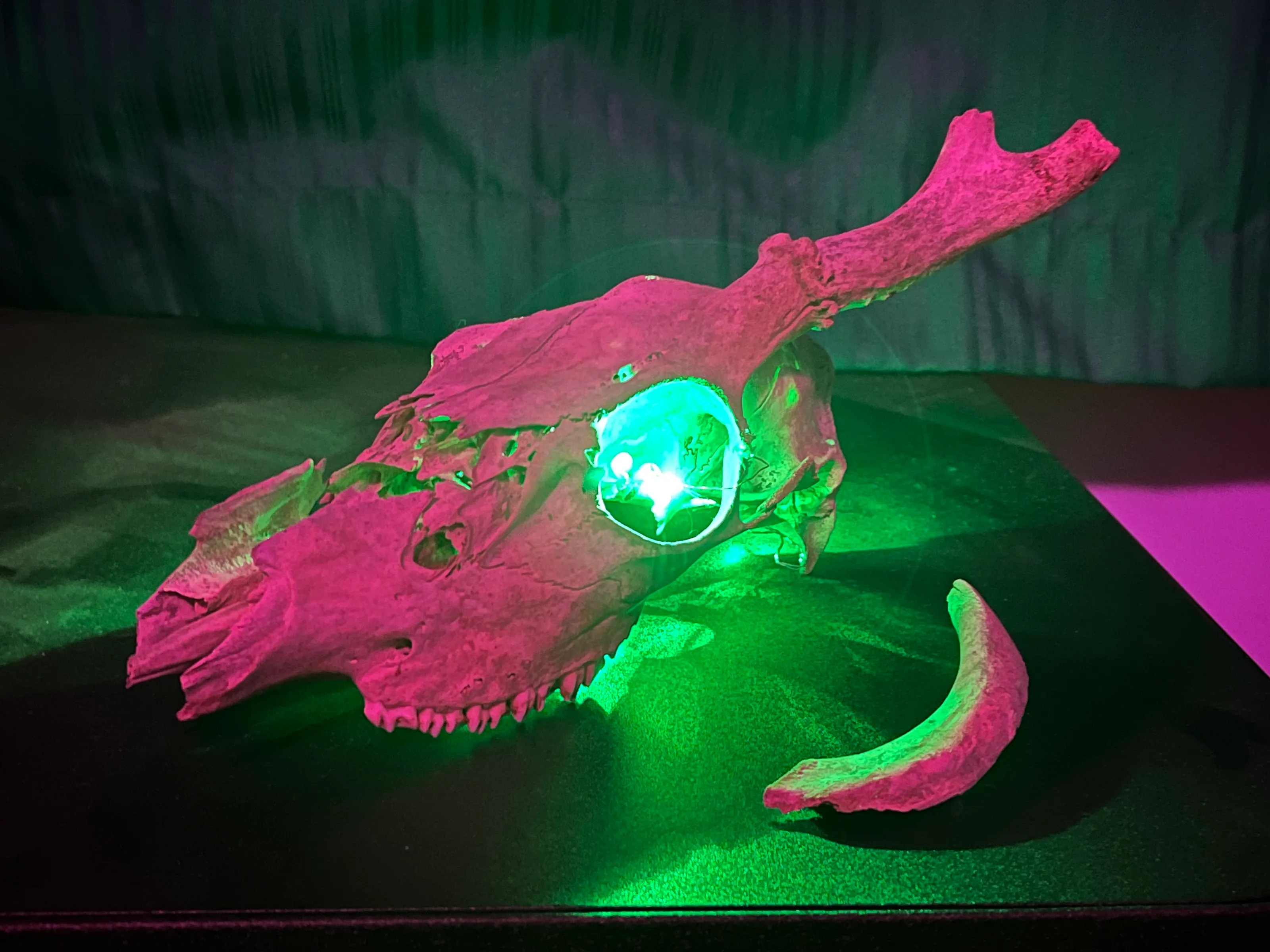 Unicorn