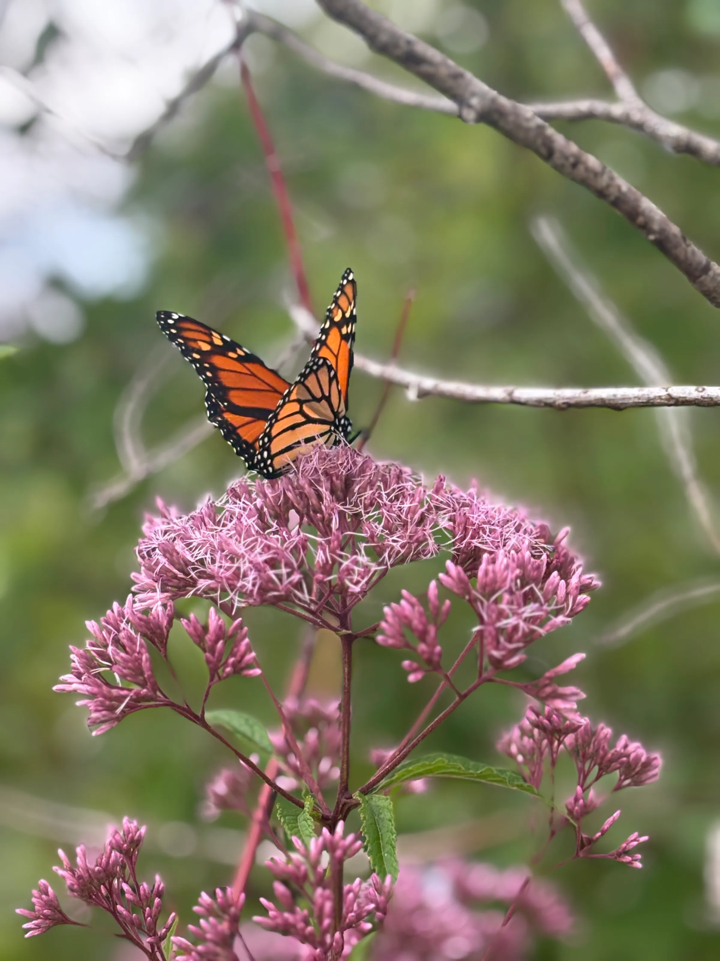 The Monarch