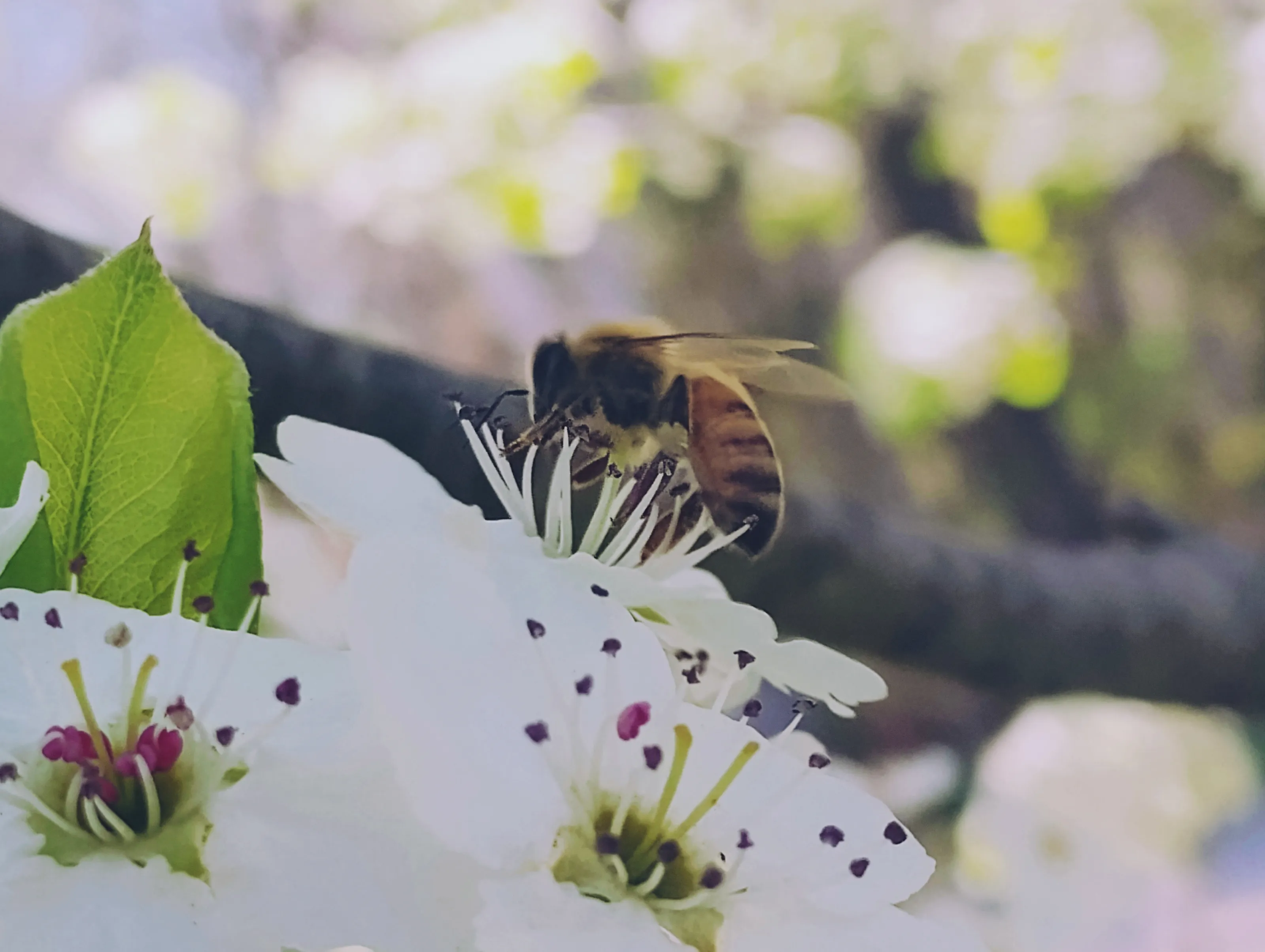 Bee Flower