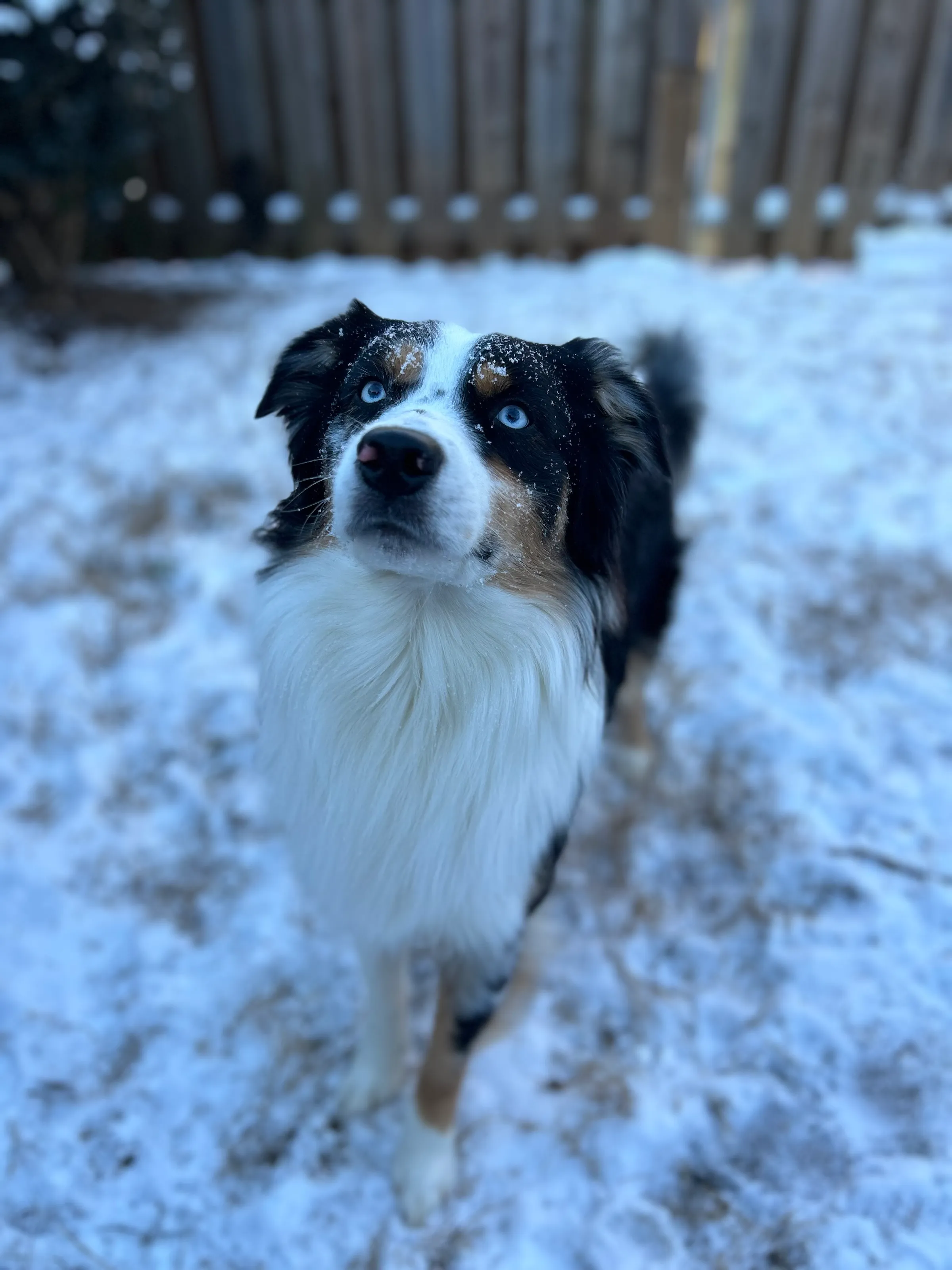 Georgia Winter Wonderland