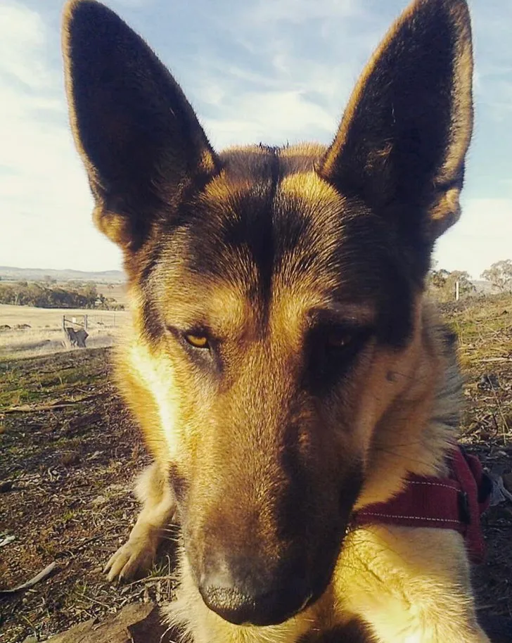 He’ll grow into the ears…