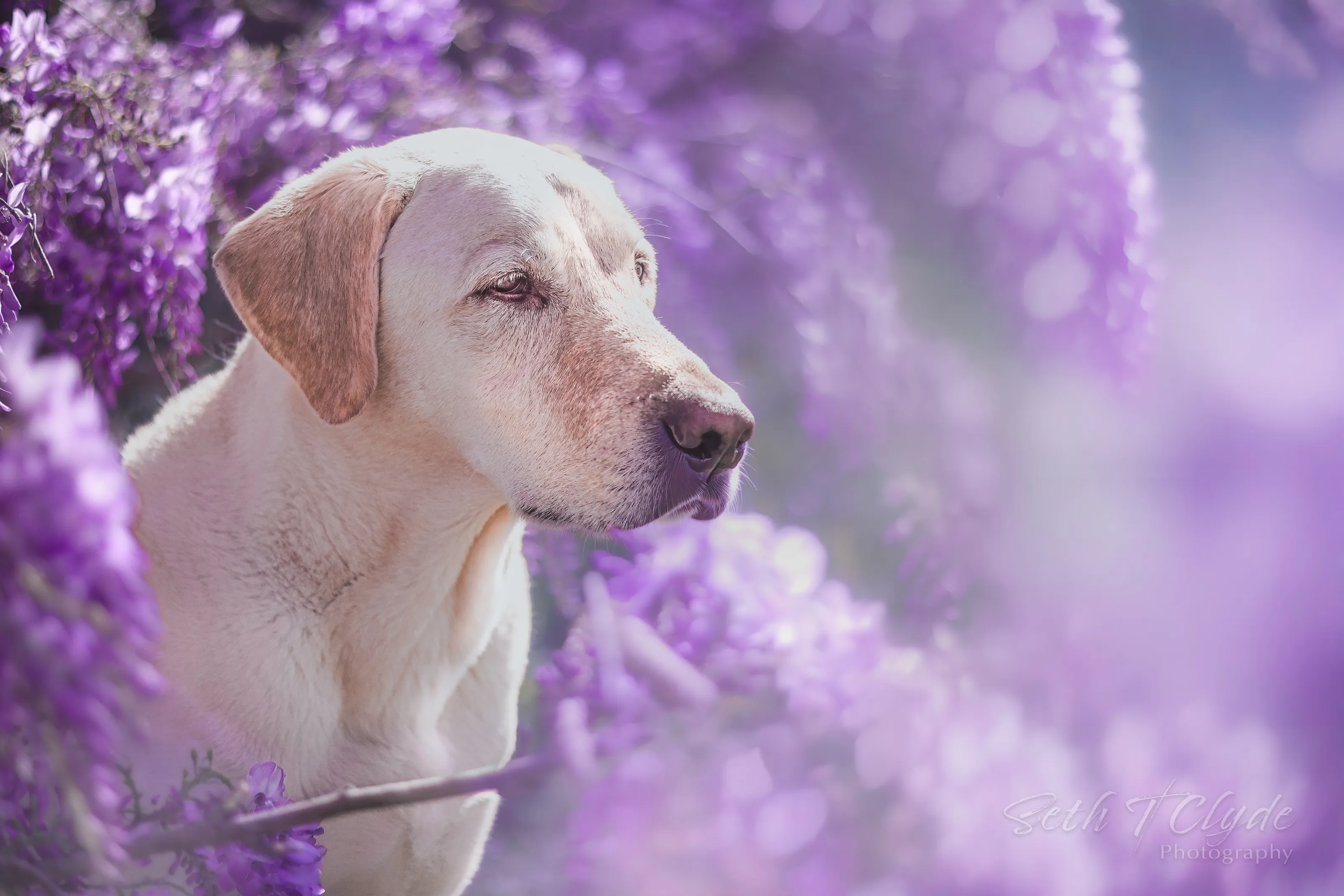Wisteria