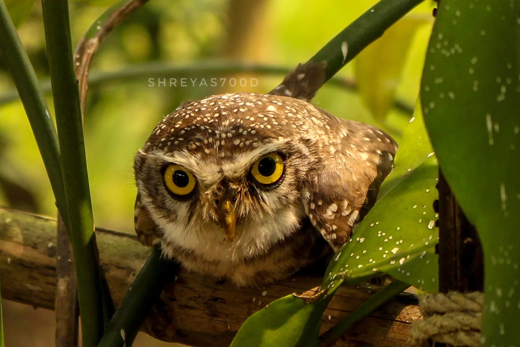 Owl 🦉