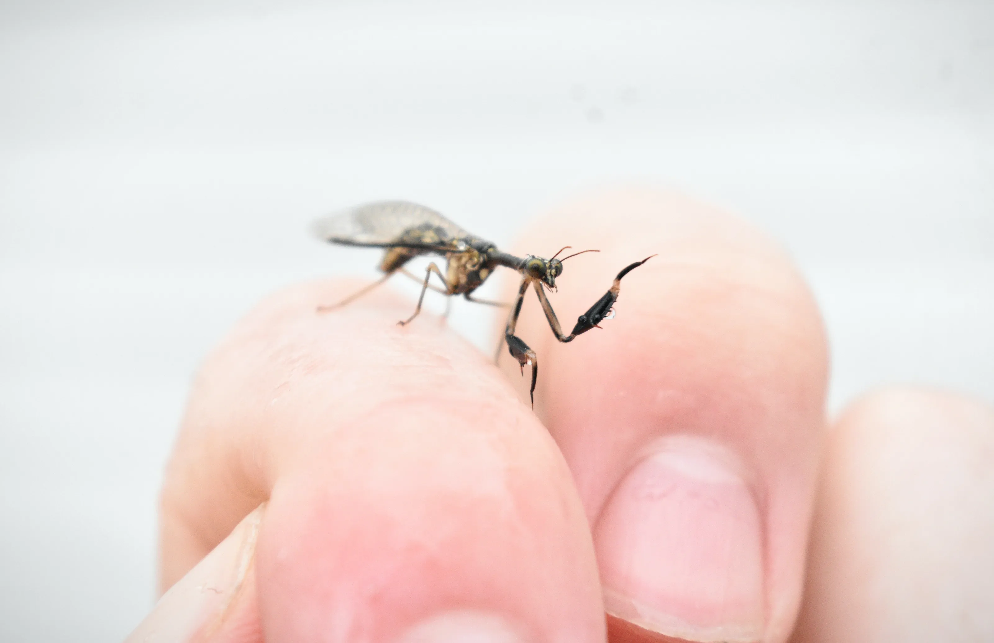 Insects