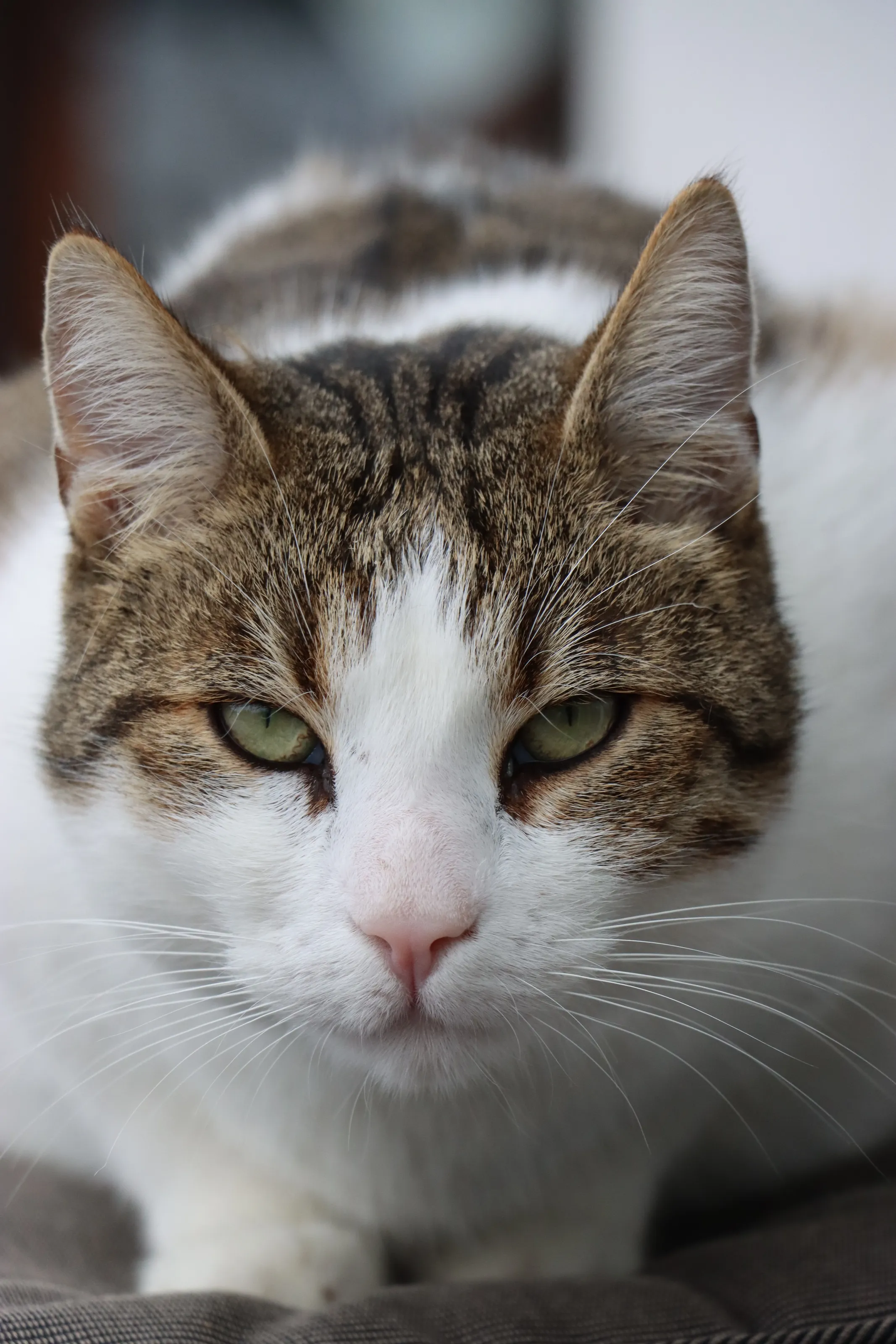 Portrait of a House Tiger