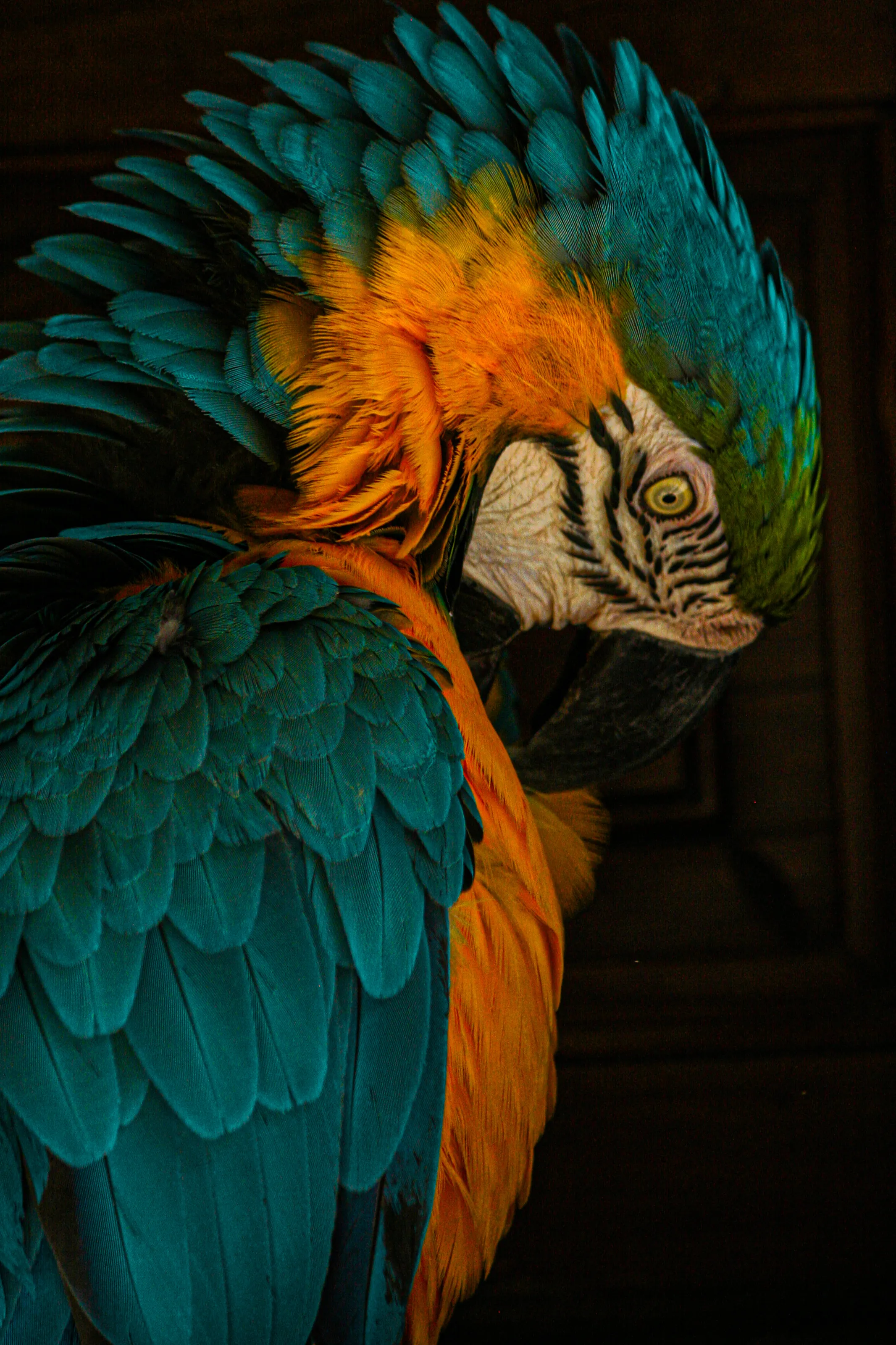 Looking through the feathers