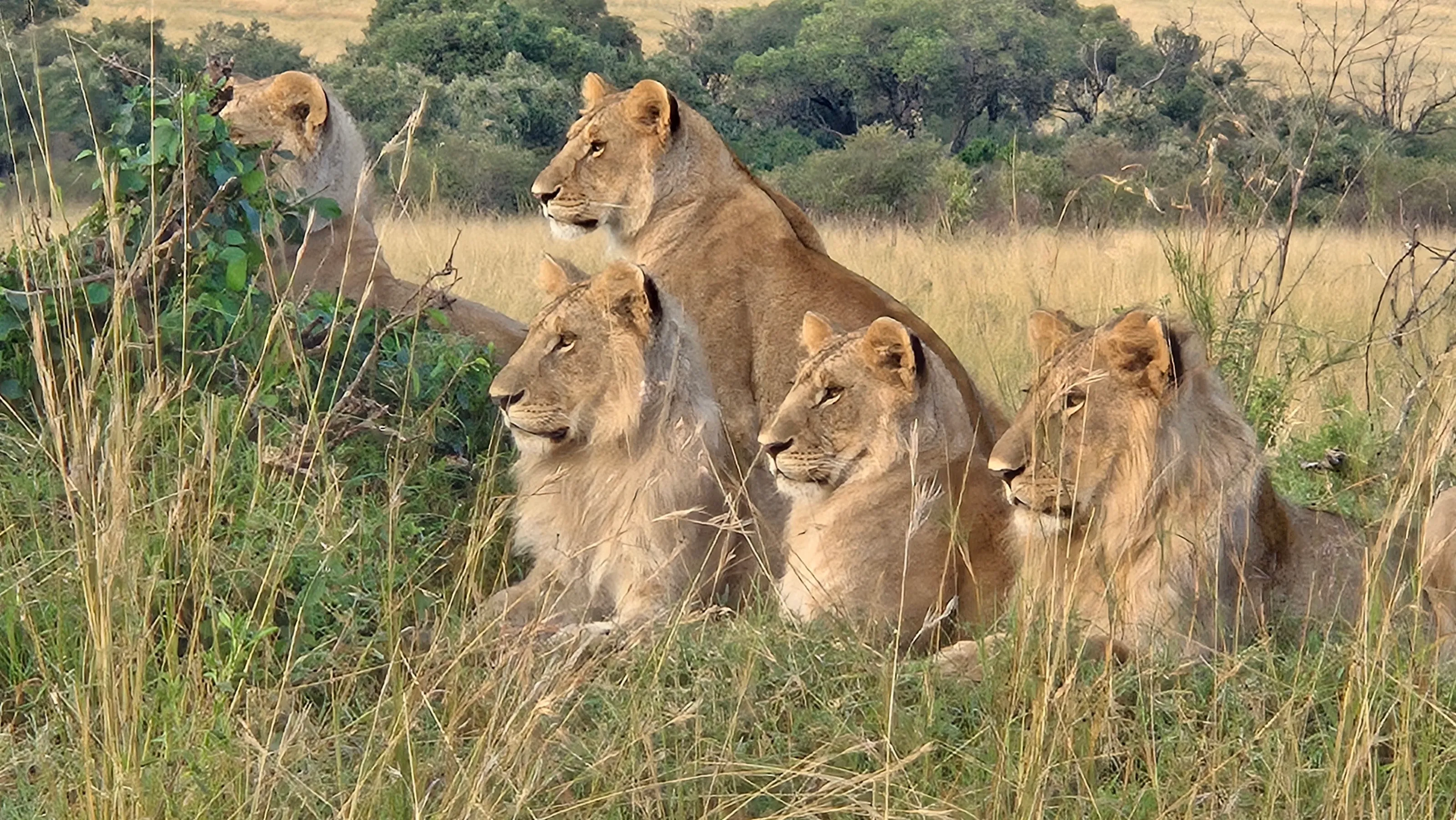 Pride of Lions - Mara, Kenya