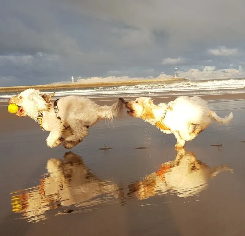 My babies on the beach