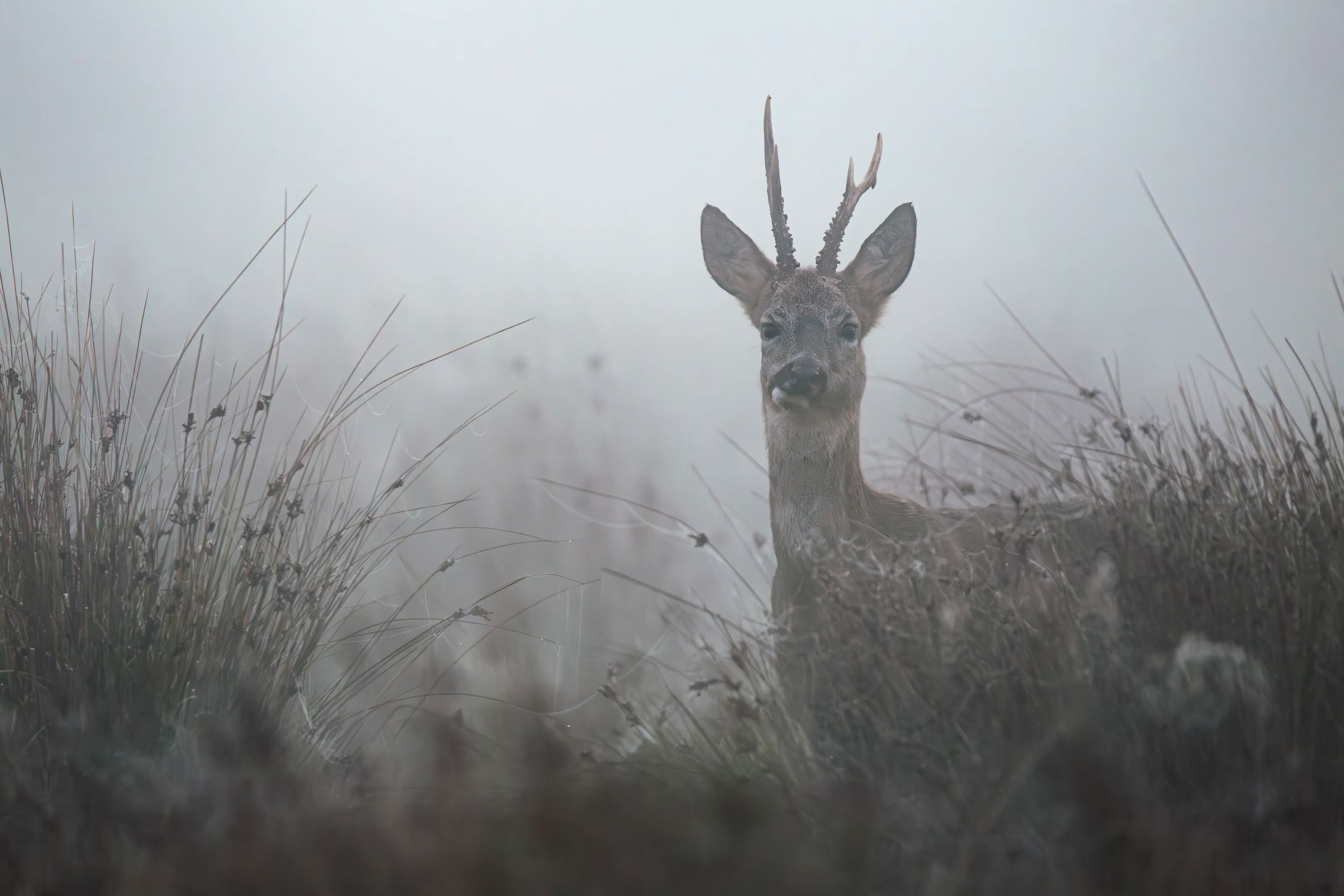 Misty glimpse