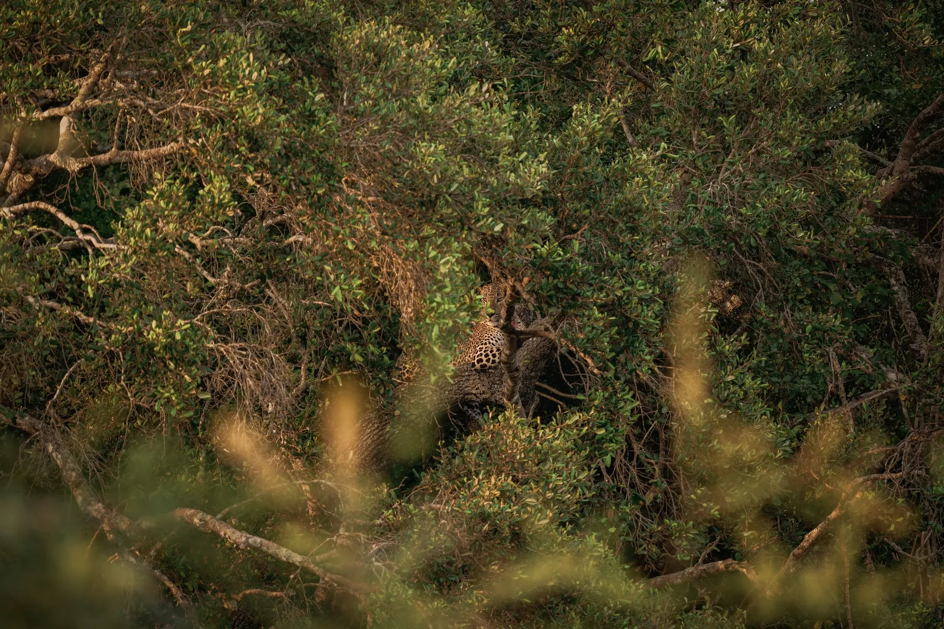 Spot the Spotty