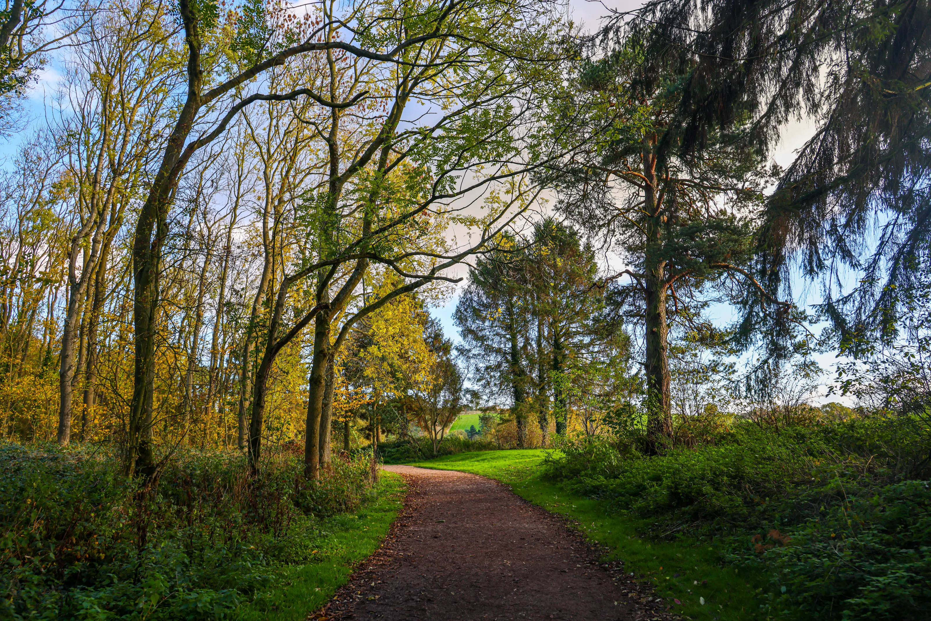 Autumn nature