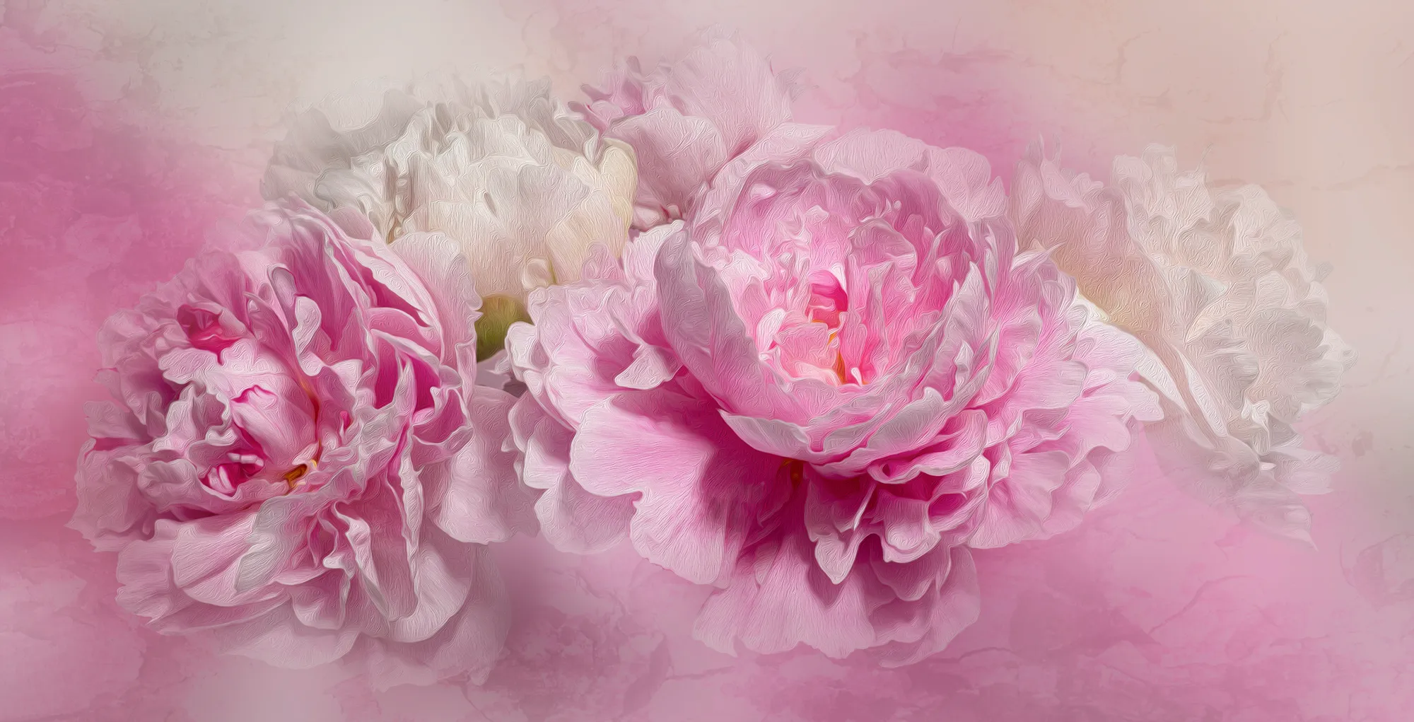 Pink & white peonies