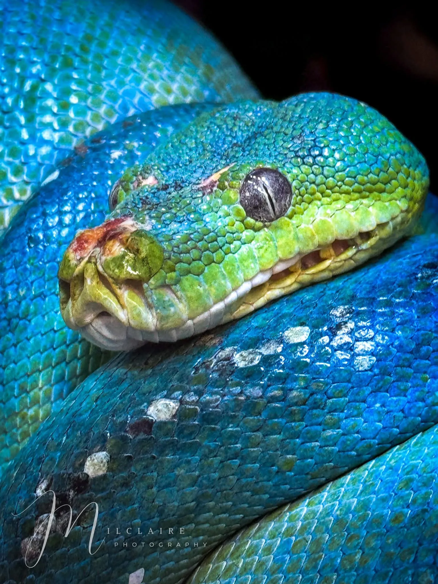Green Tree Python