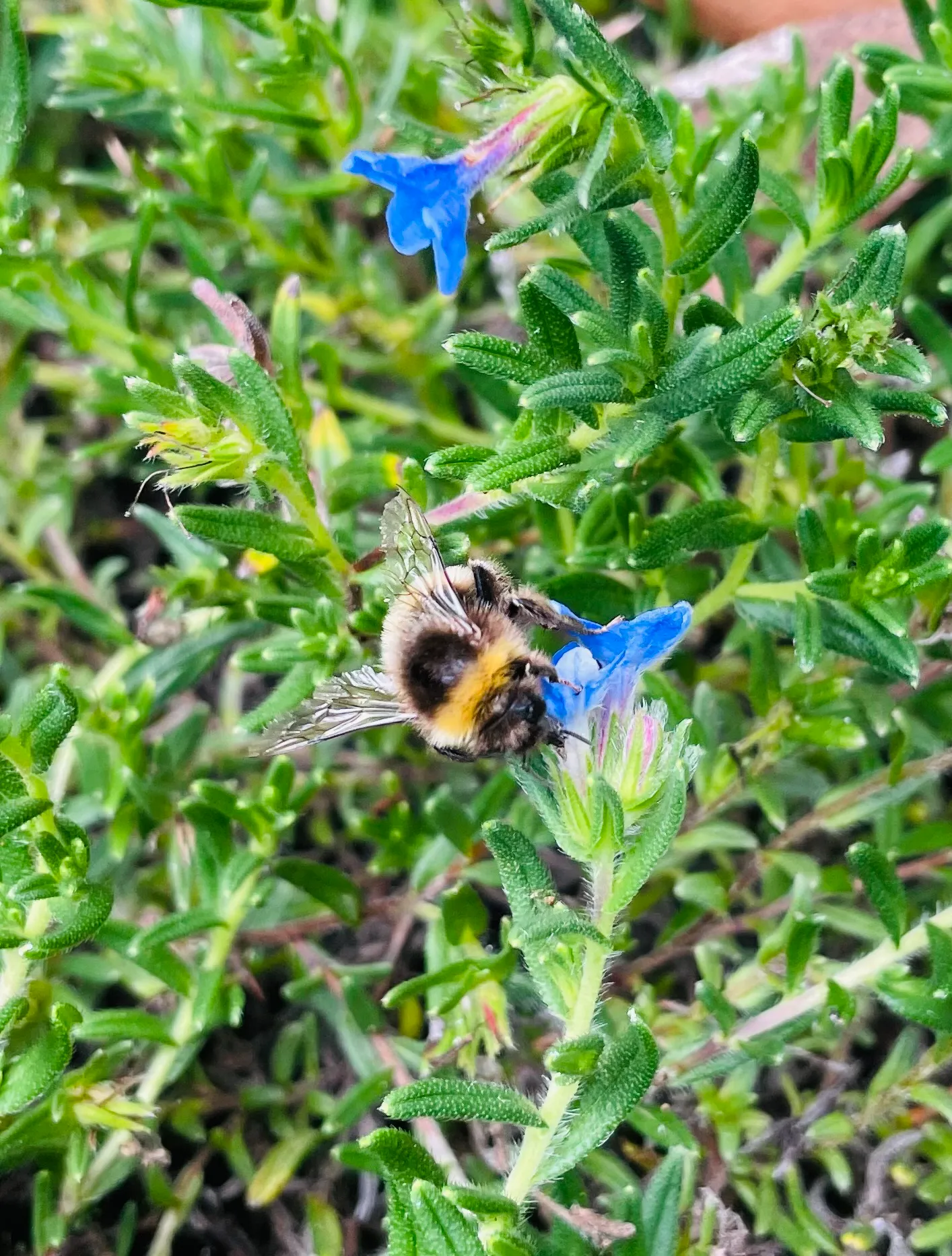 Working Bee