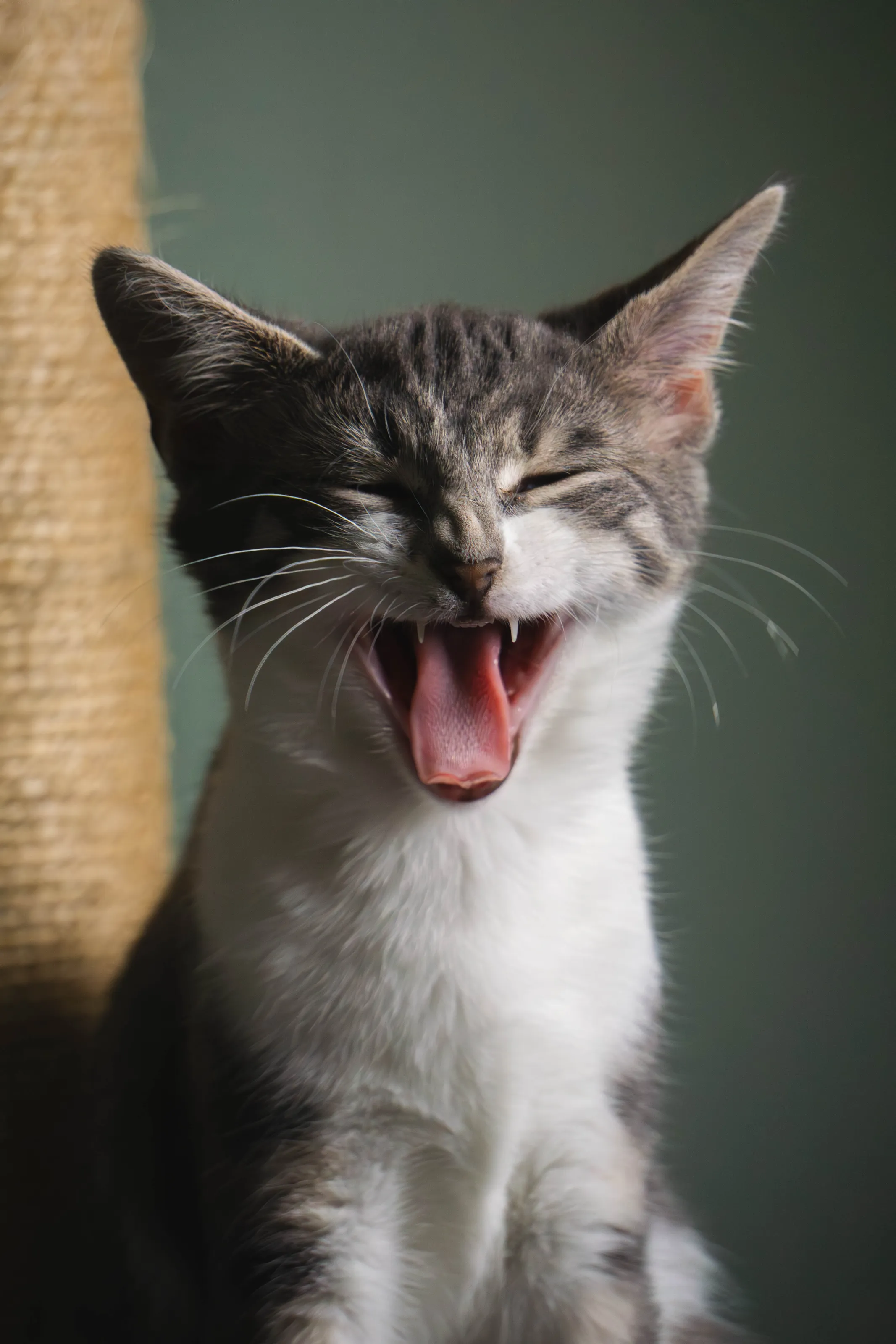 Tiny Kitten, Huge Roar