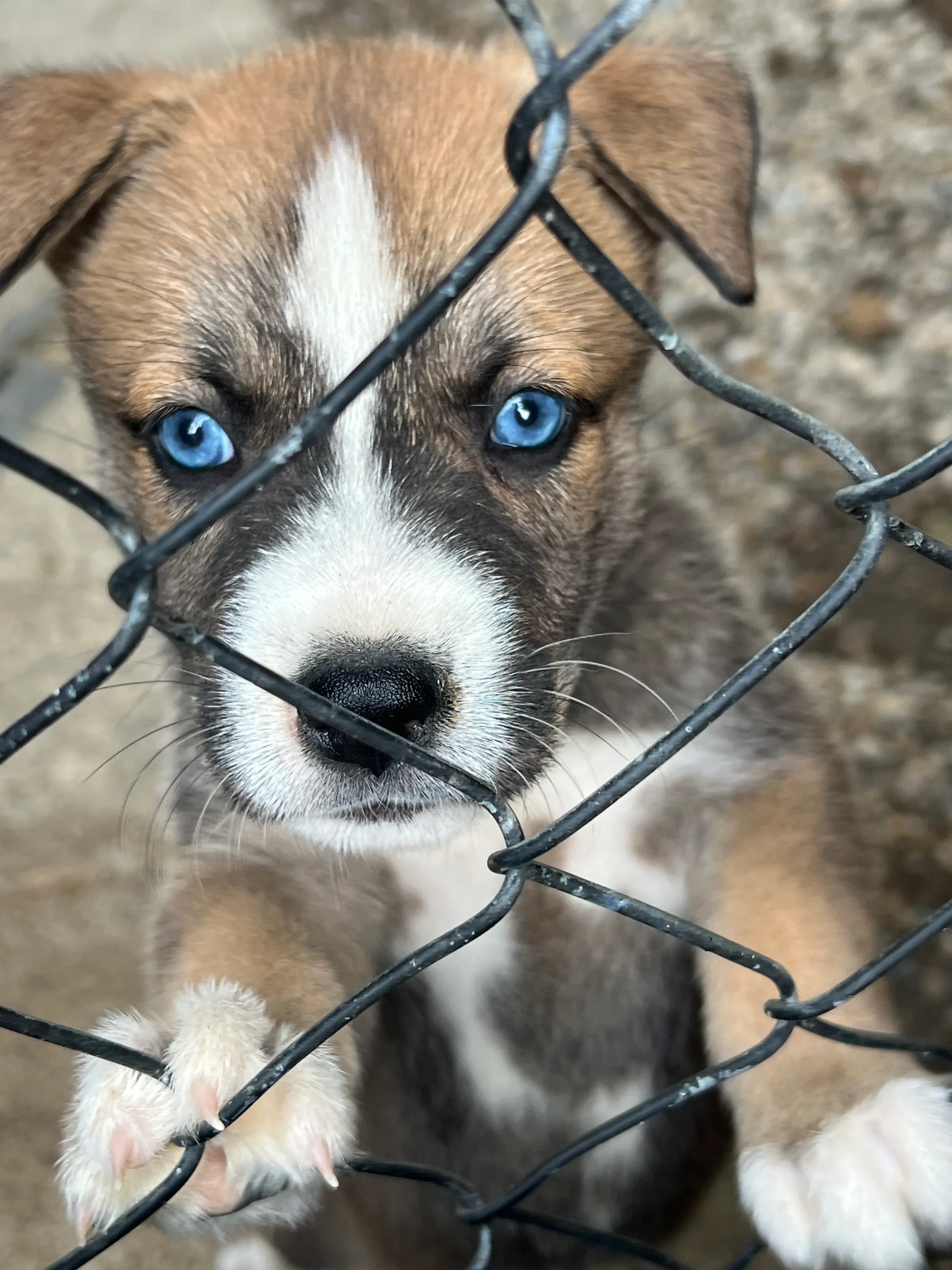 Little Mr Blue Eyes