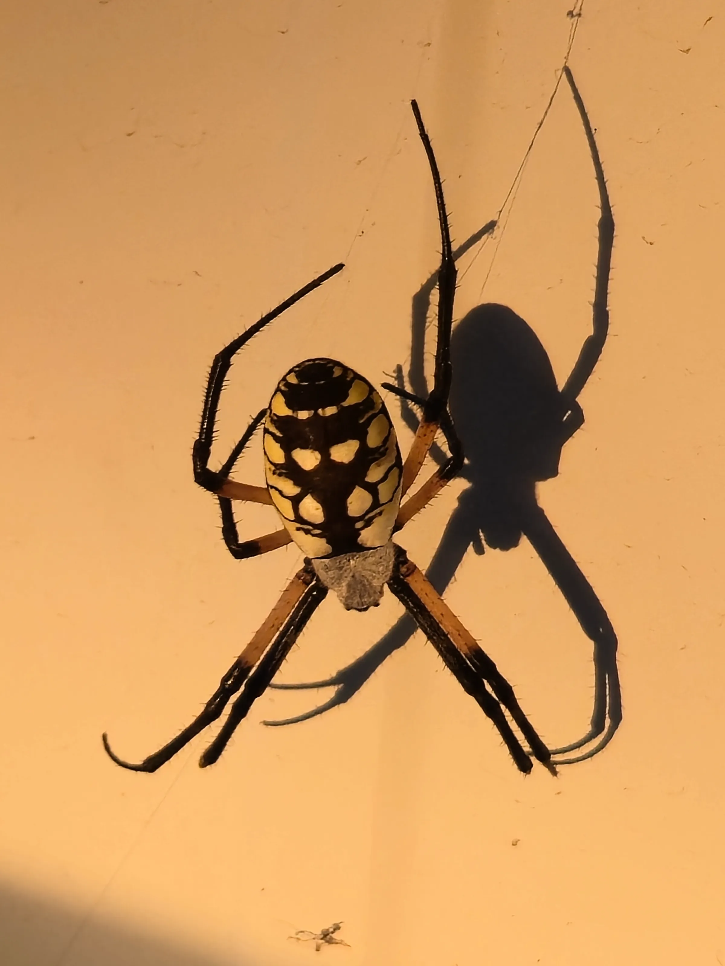 Yellow Garden Spider