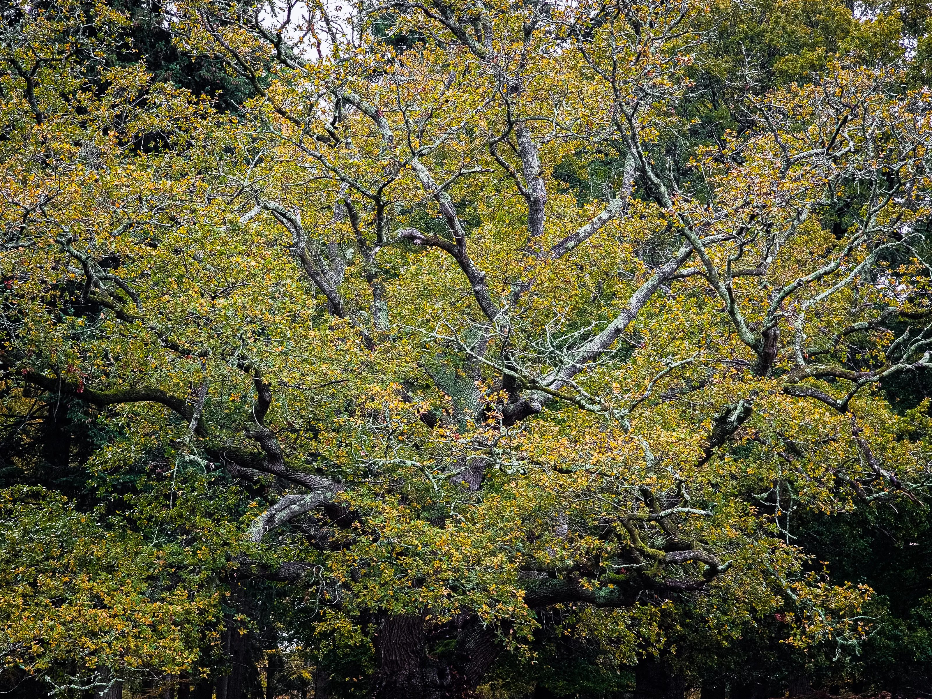 Details of Trees (in colour)