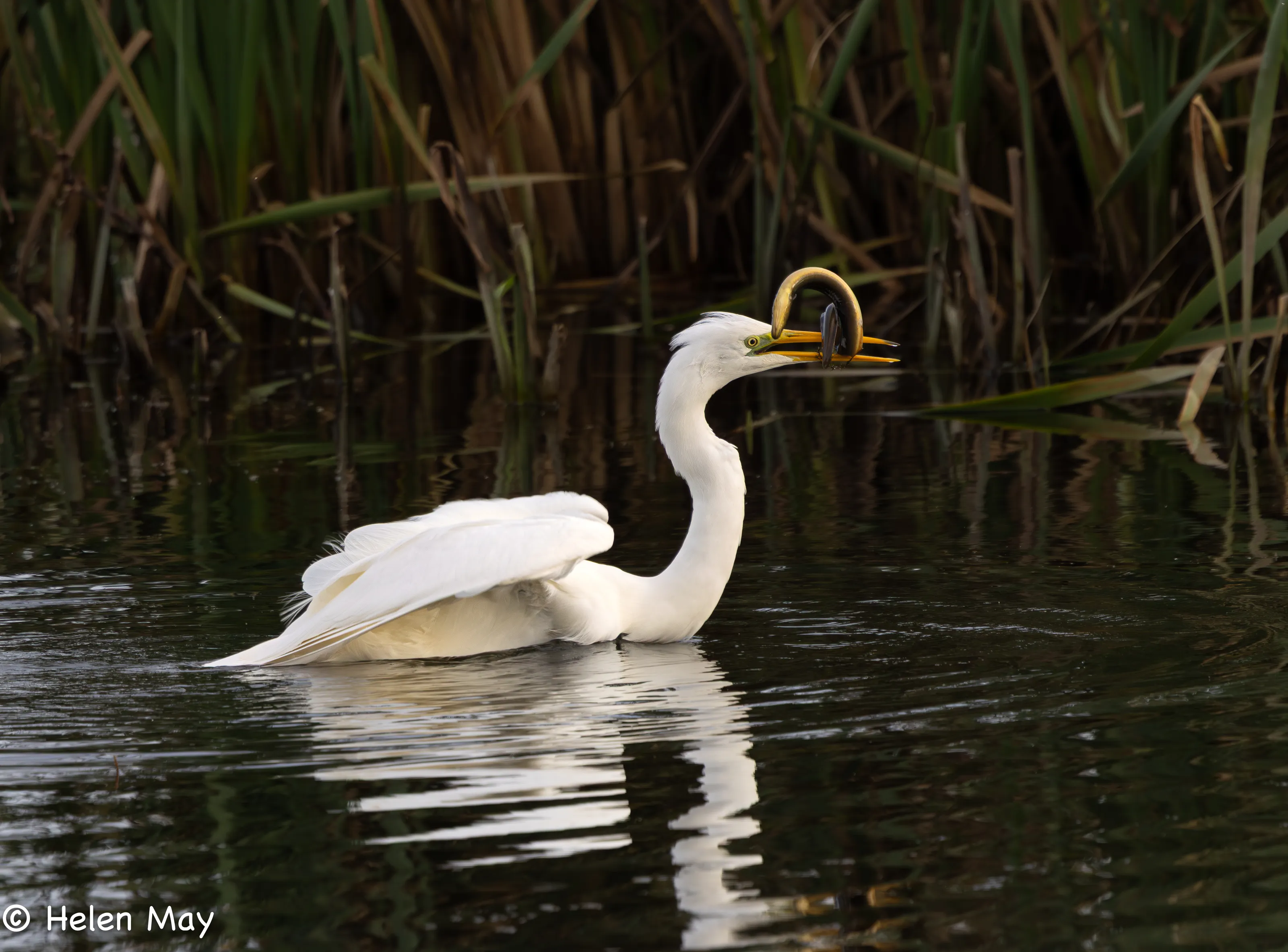 Great white egret with an eel
